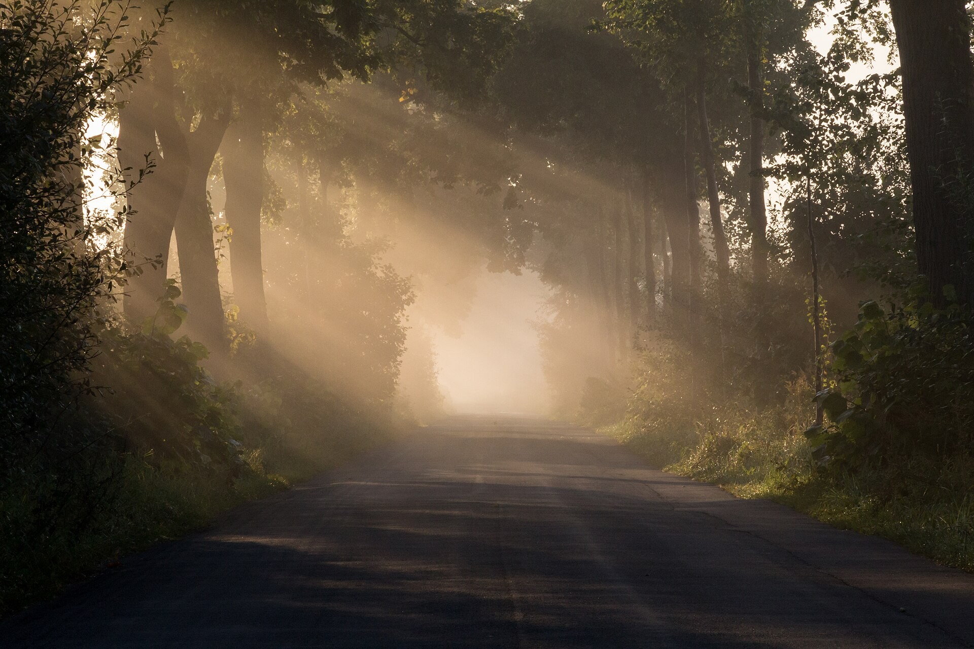 Sunlight streaming through morning fog settled over a forest