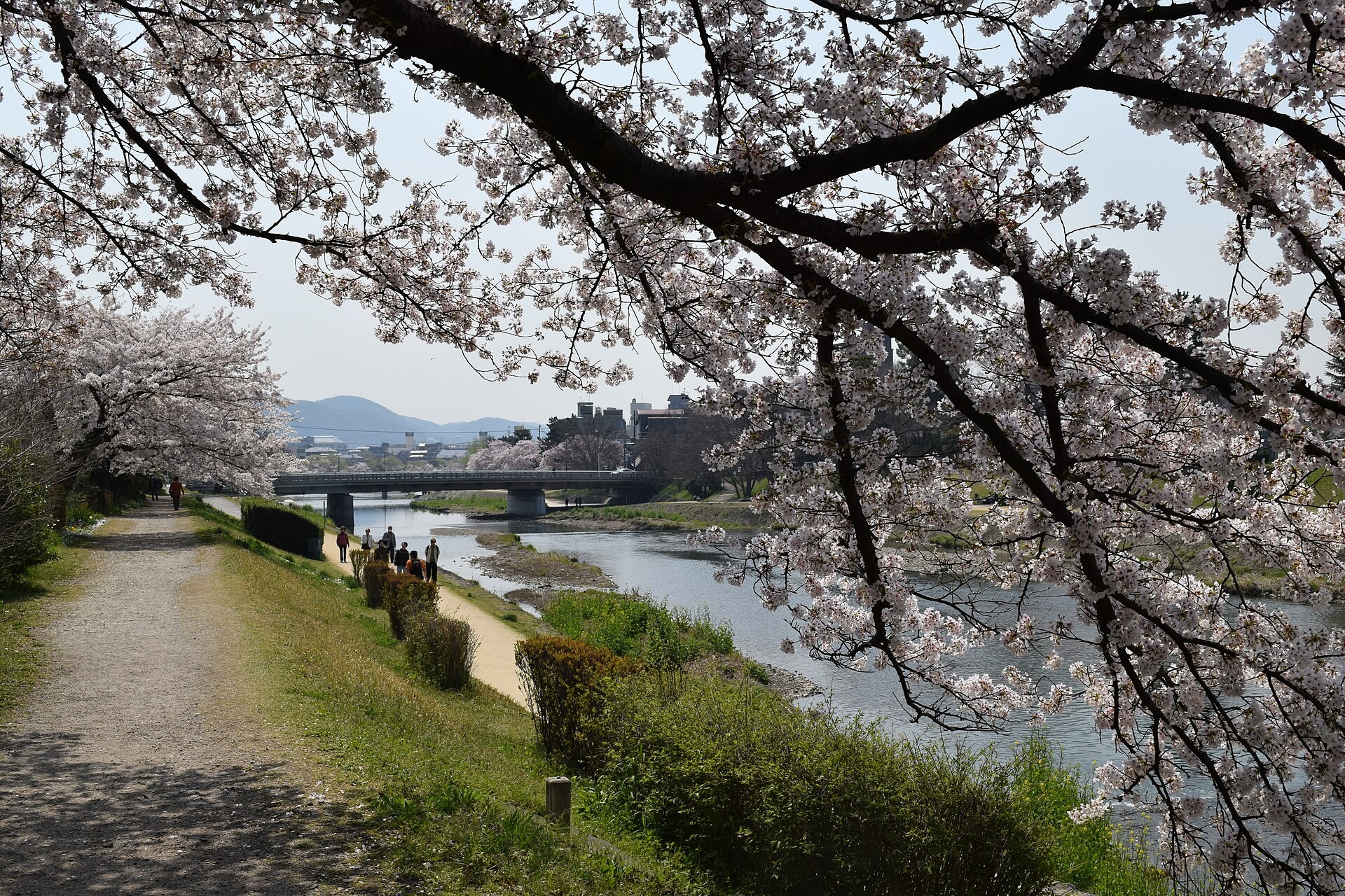 Cherry blossoms lining a riverbank in Kyoto