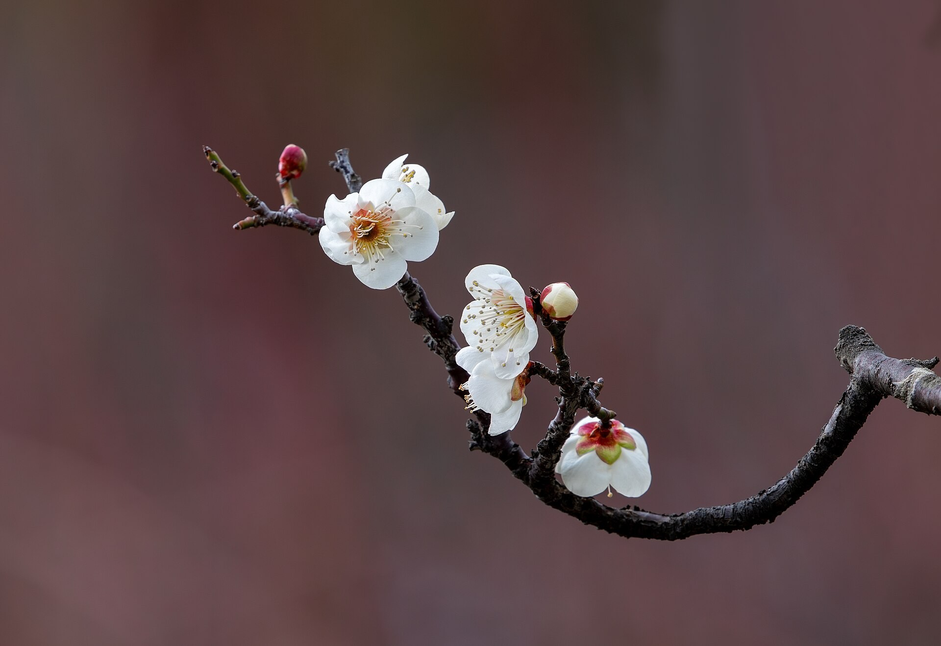 White Japanese apricot flowers blooming pressed tight against the branch