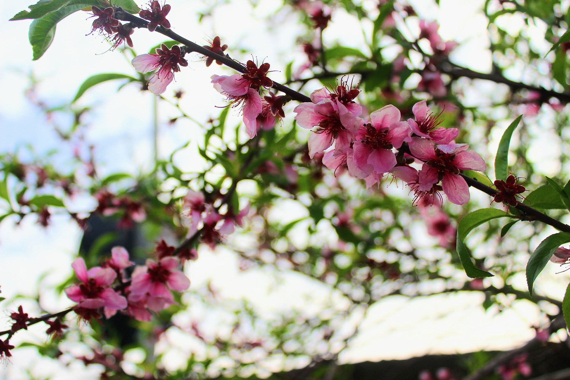 Pink peach blossoms opening together with green leaves
