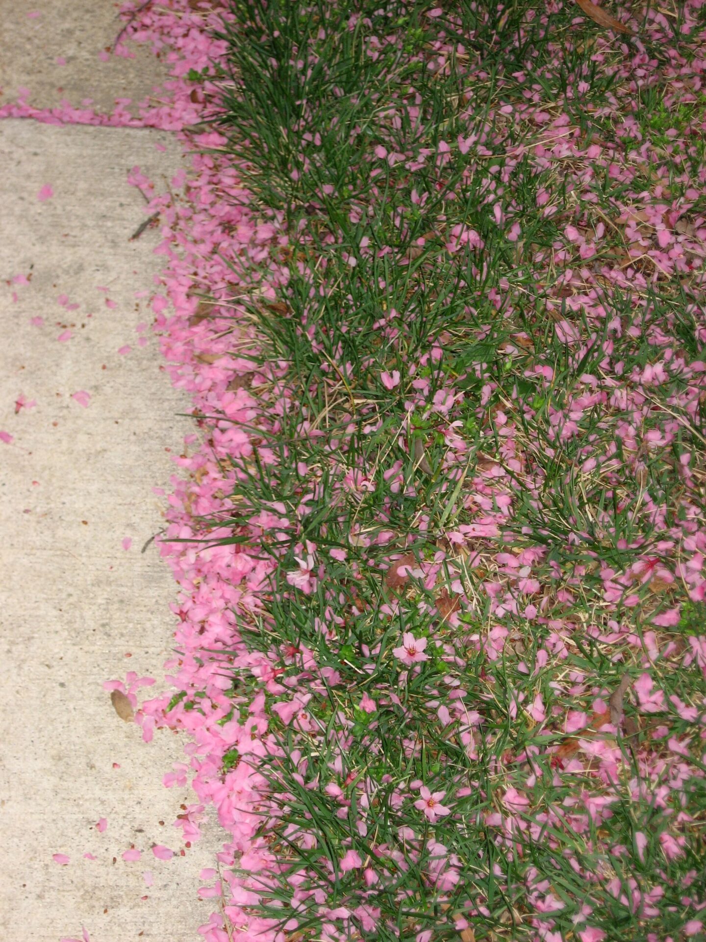 Cherry petals and flowers fallen and piled on the ground