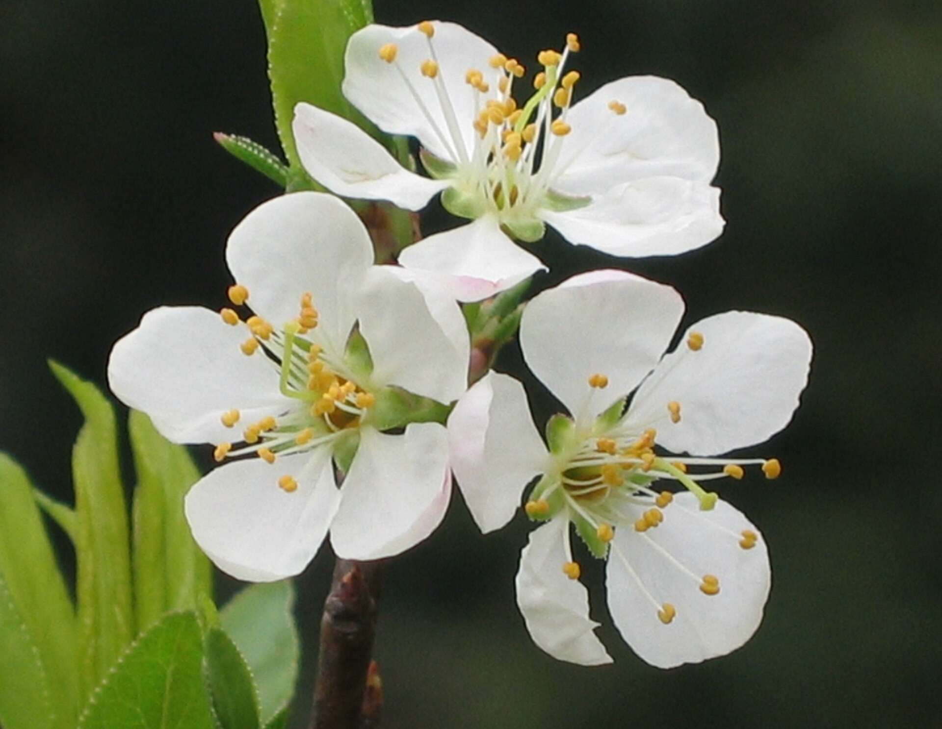 Pure white plum blossoms