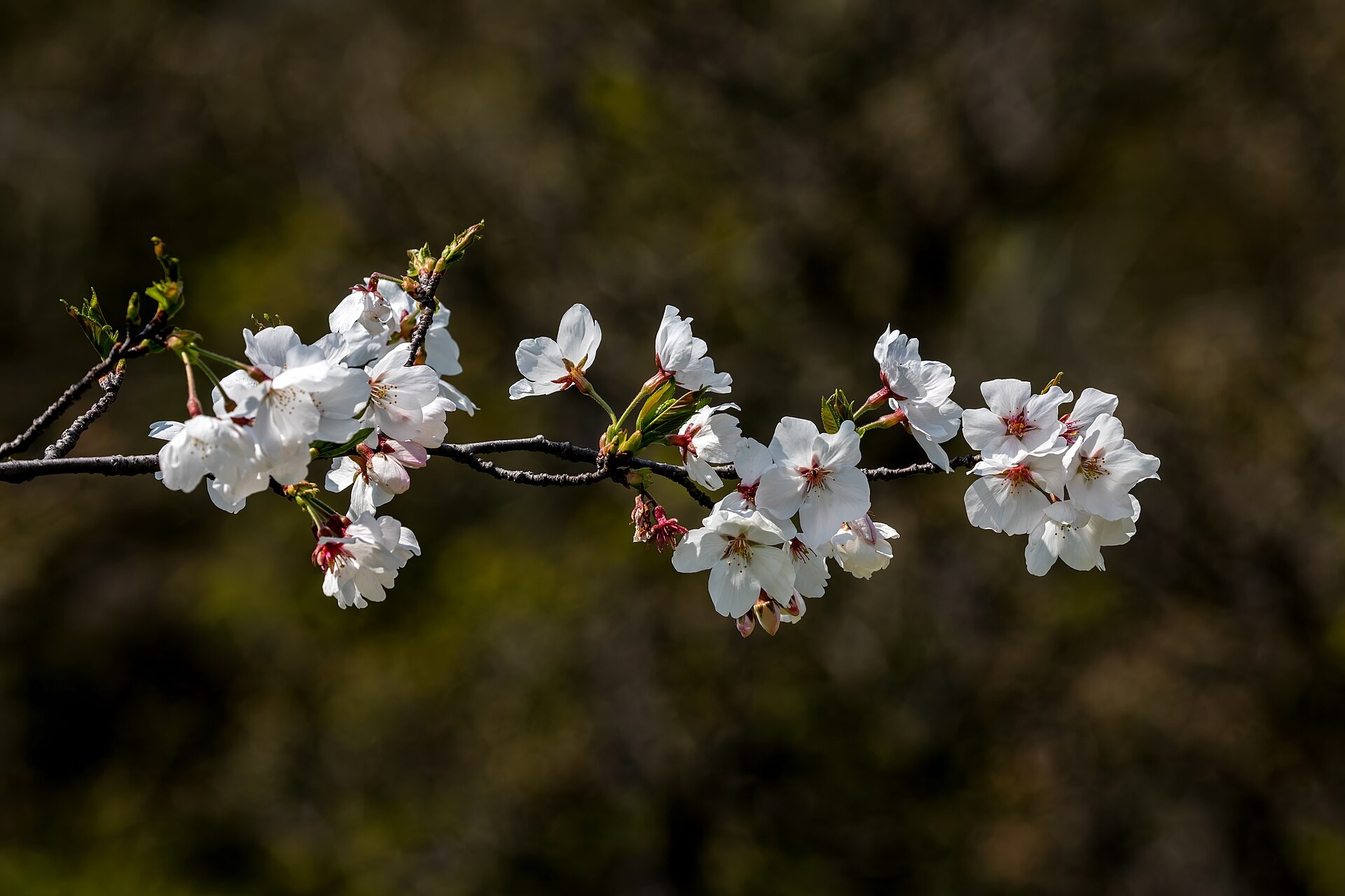 Somei-yoshino cherry blossoms in full bloom