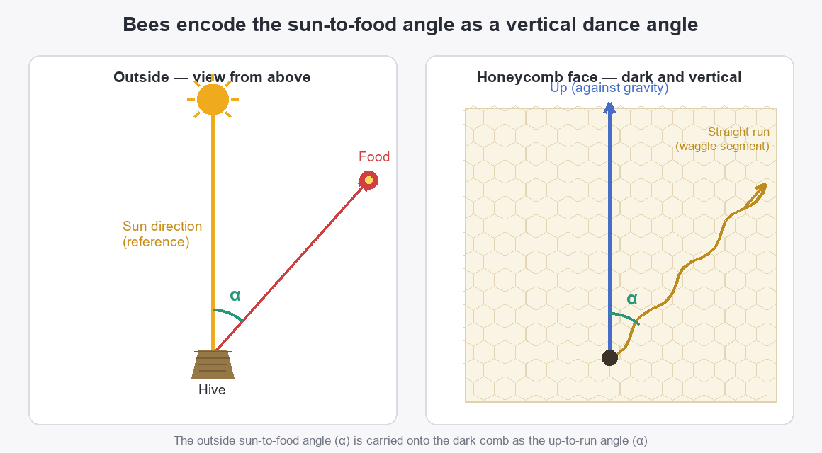 The direction-encoding rule — the angle the waggle run tilts from straight up (against gravity) equals the angle the food lies from the sun's azimuth.