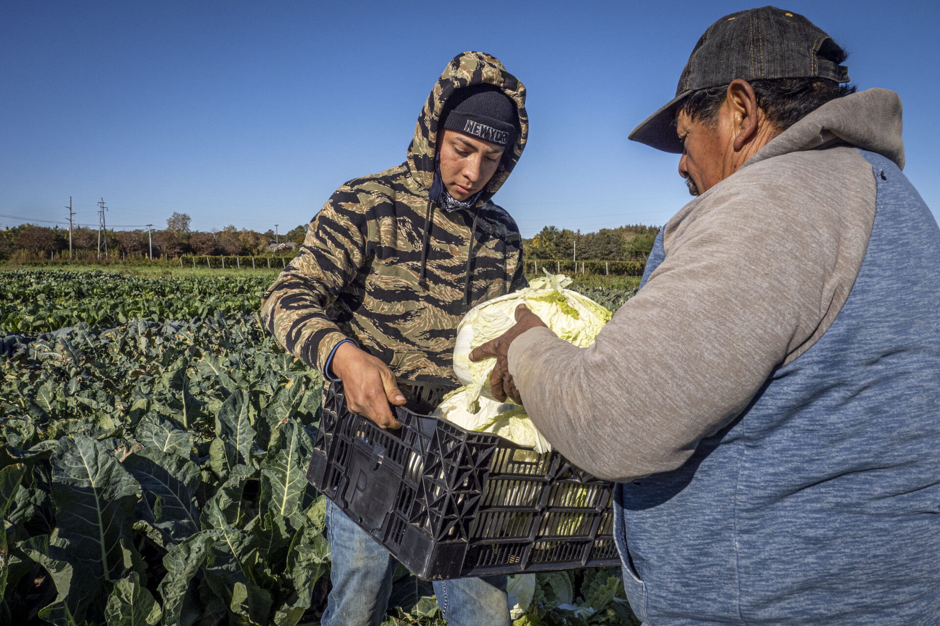 Two people in a field packing harvested napa cabbage into a black plastic crate. The heads in hand and in the crate are pale yellow, their outer leaves stripped off.