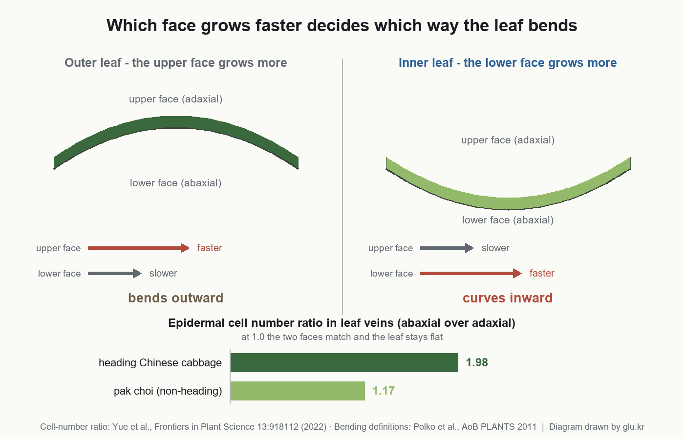 Diagram of leaf cross sections. The outer leaf bends outward because its upper face grows more, while the inner leaf curves upward and inward because its lower face grows more. Below, bars compare the epidermal cell number ratio in leaf veins: 1.98 for heading Chinese cabbage and 1.17 for pak choi.