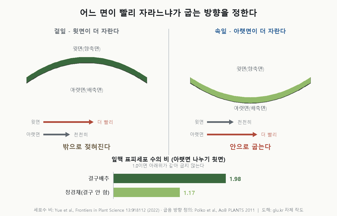 잎 단면 모식도. 겉잎은 윗면이 더 자라 바깥으로 젖혀지고, 속잎은 아랫면이 더 자라 위쪽으로 오목하게 굽는다. 아래에는 잎맥 표피세포 수의 비를 결구배추 1.98, 청경채 1.17로 비교한 막대가 있다.