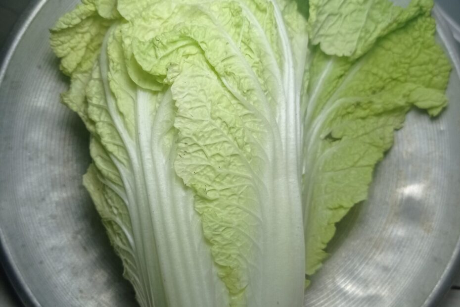 A whole napa cabbage on a tray, outer leaves opening away from the tightly folded core