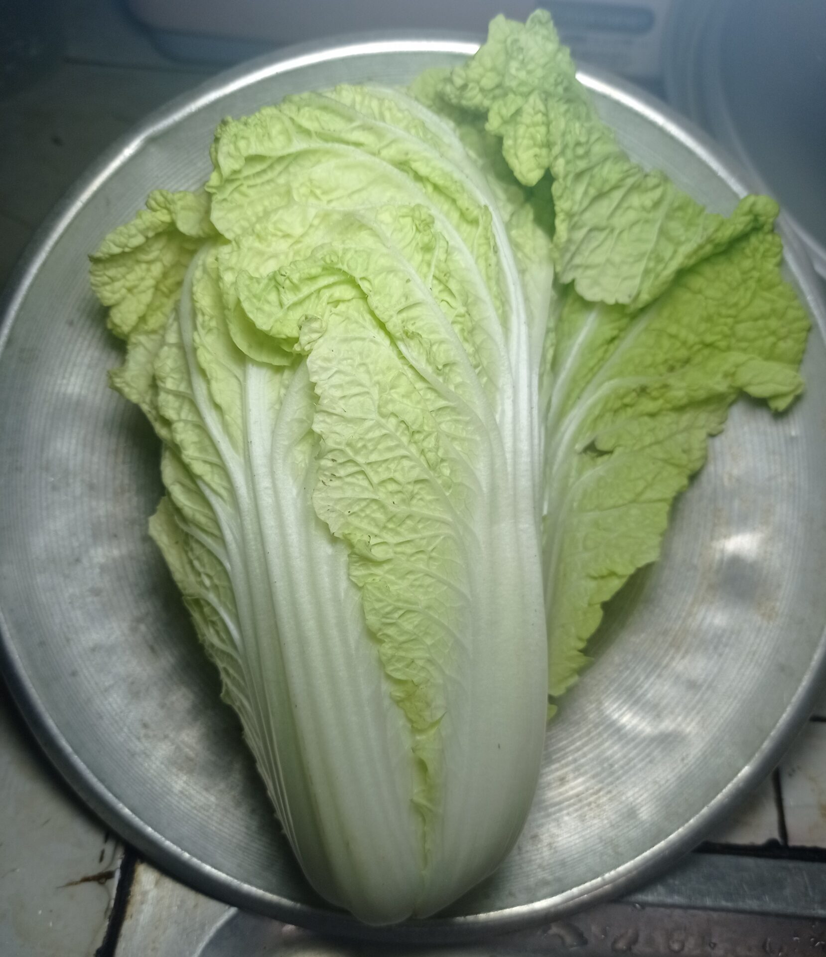 A whole napa cabbage on a metal tray. The outer leaves fold away while the inner leaves overlap into a tight core of white ribs.
