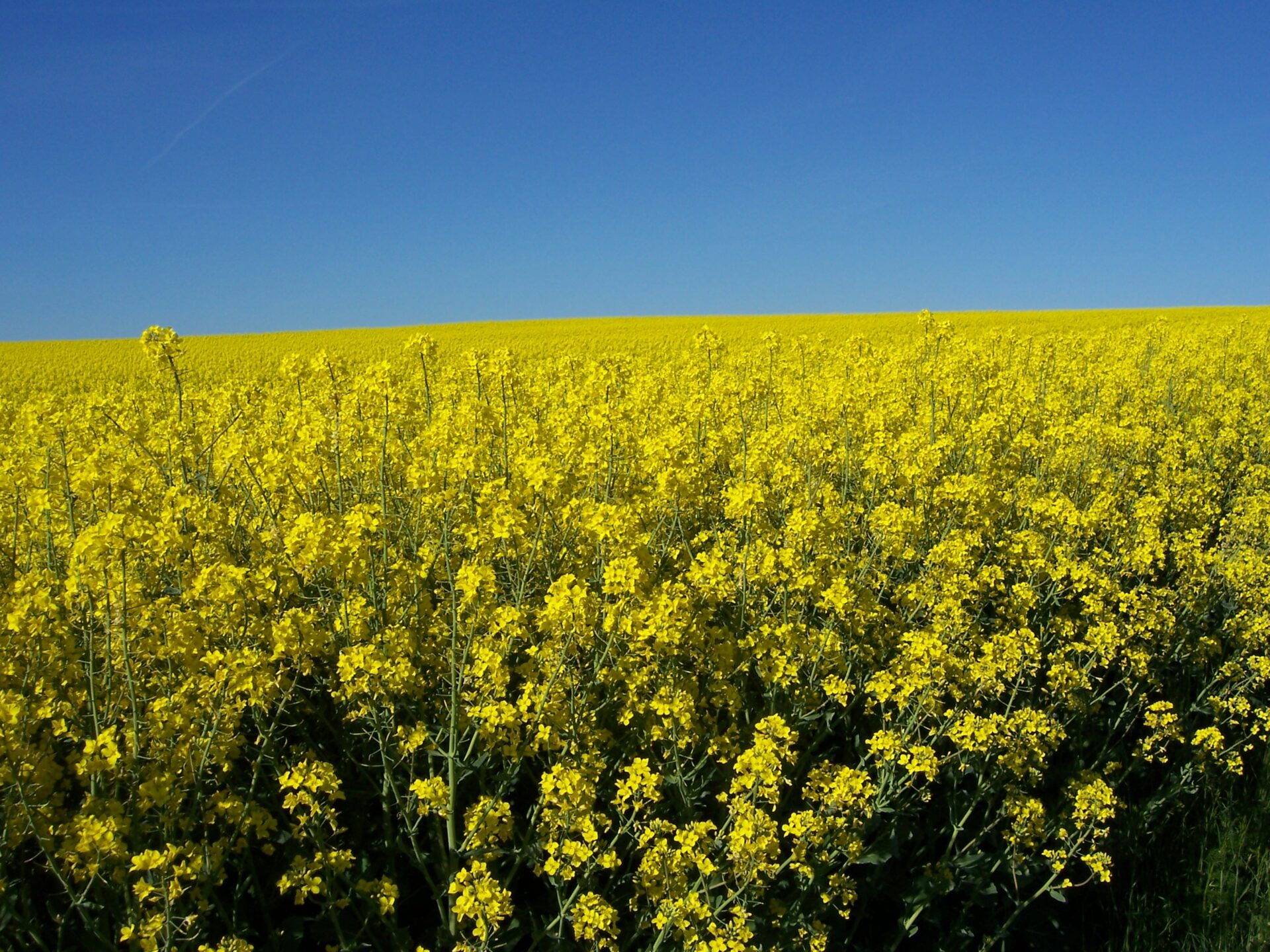 A field of rapeseed in full yellow bloom stretching to the horizon under a blue sky.