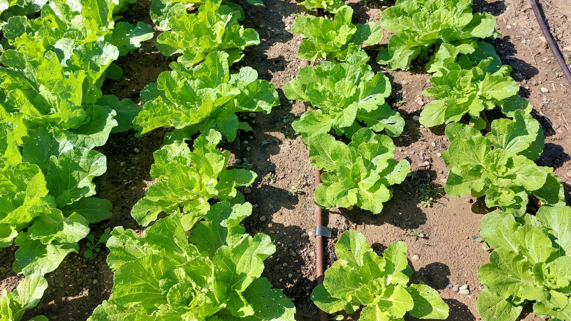 A field of young Chinese cabbage planted in rows, leaves still spread flat in every direction.