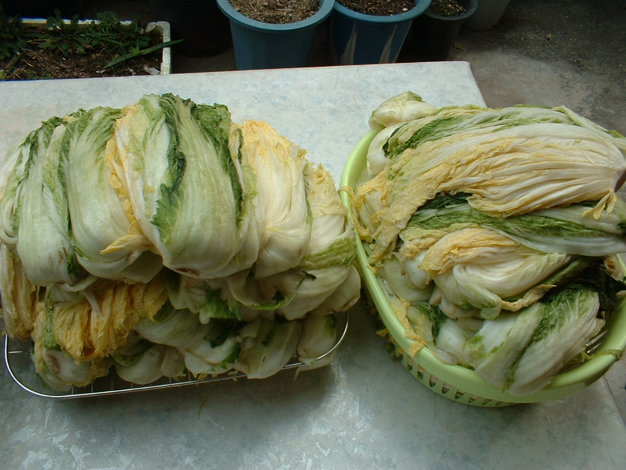 Two piles of salted napa cabbage draining on a metal rack and in a plastic basket.