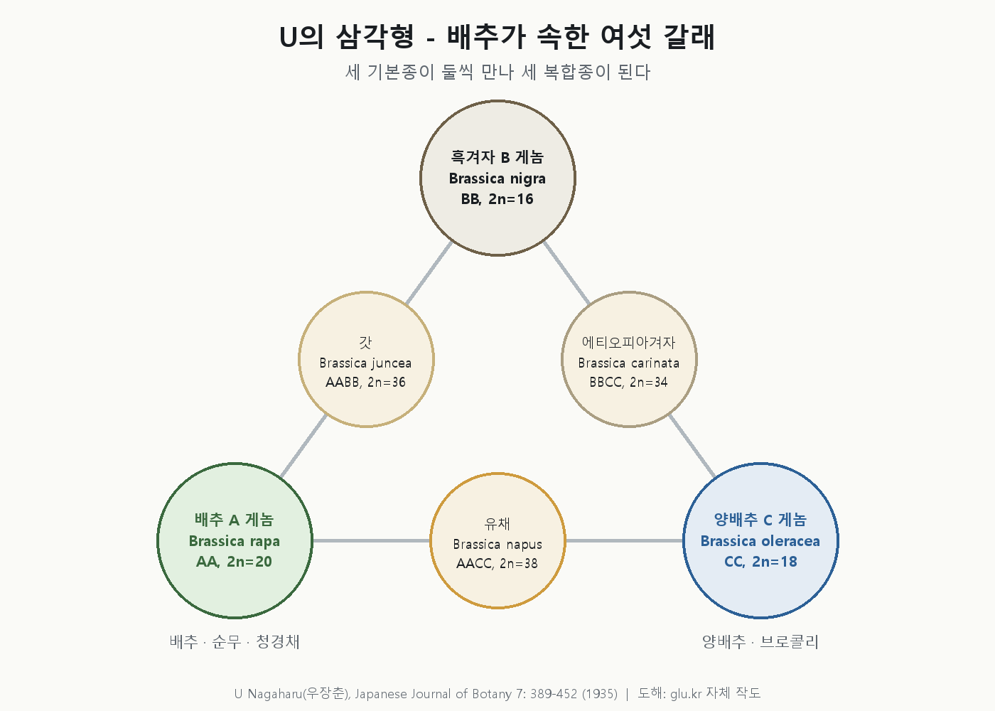 U의 삼각형 도해. 세 꼭짓점에 배추 AA 2n=20, 흑겨자 BB 2n=16, 양배추 CC 2n=18이 놓이고, 각 변의 중간에 갓 AABB 2n=36, 유채 AACC 2n=38, 에티오피아겨자 BBCC 2n=34가 놓인다.