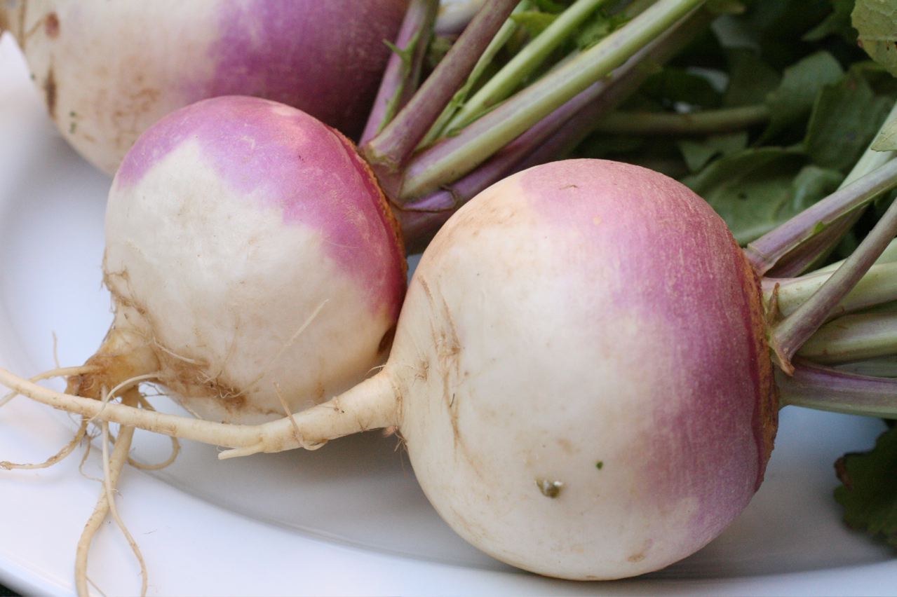 Three turnips laid on a white plate with the roots to the left and the leaves to the right. The shoulders where the leaves attach are purple, the root ends are white, and fine rootlets and green leaves are still attached.