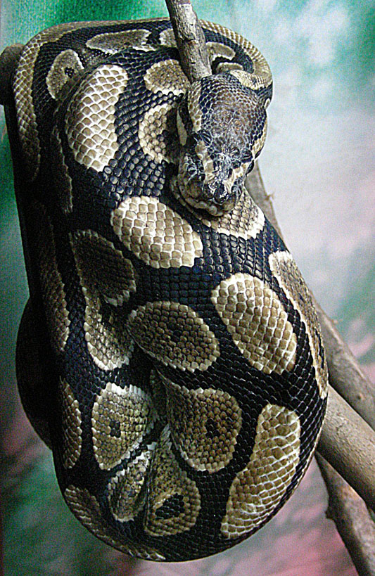 A ball python coiled around a tree branch, tan spots on a black background