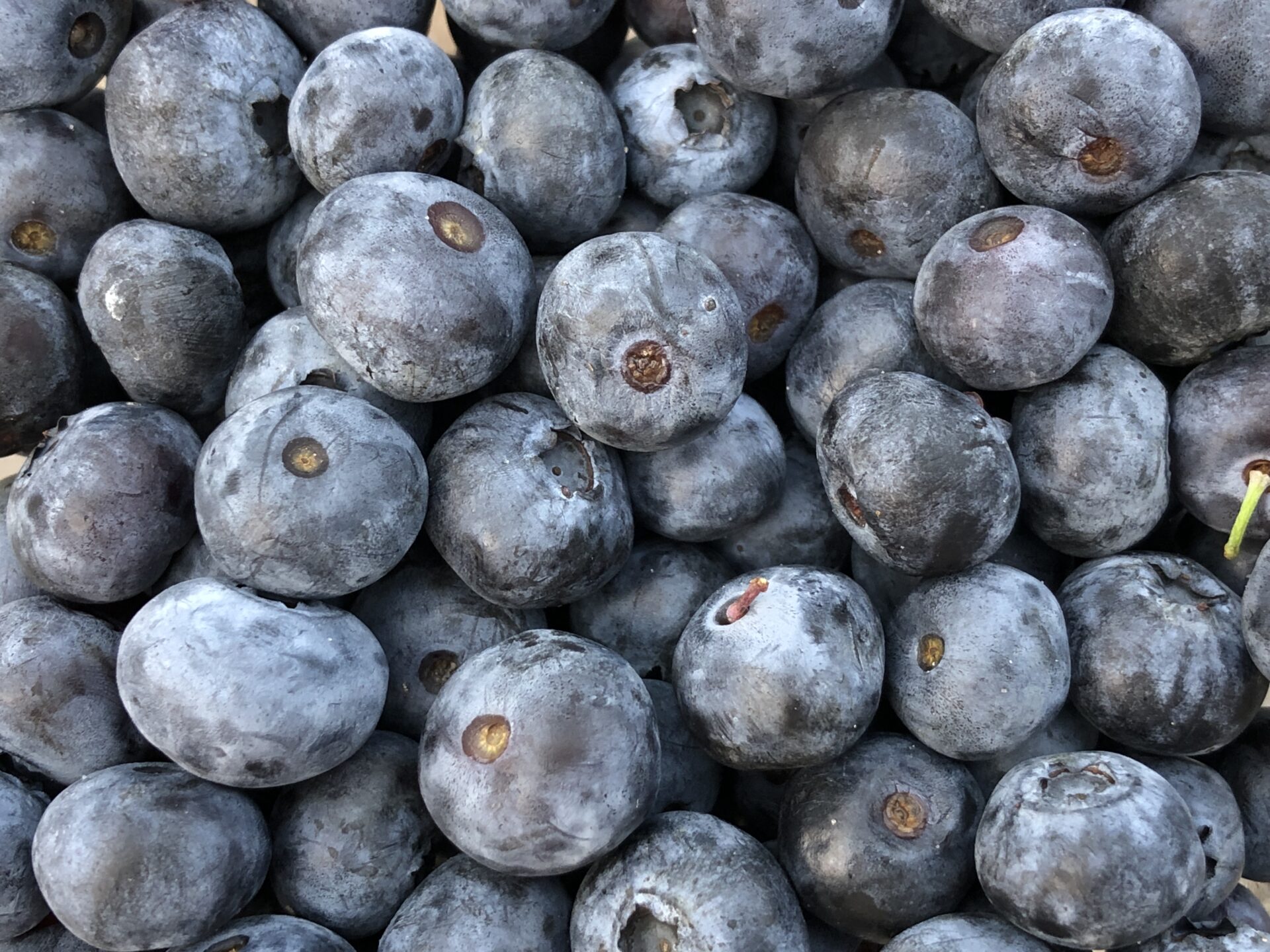 Many deep navy-blue blueberries fill the frame, their surfaces clearly coated with a hazy grayish-white powder layer (the bloom)