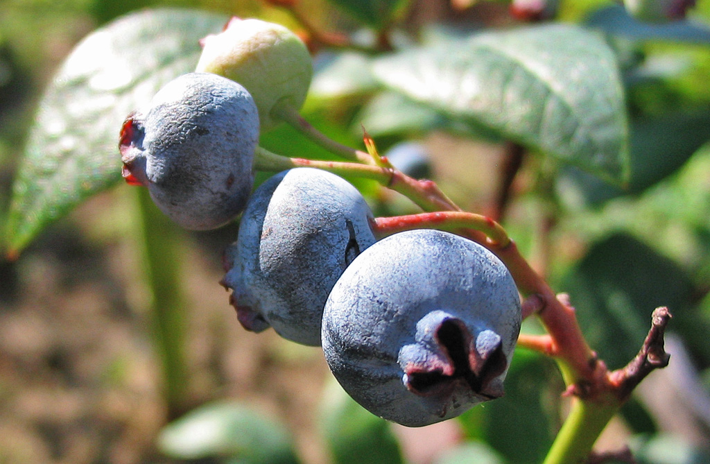 Three blueberries hang on a branch alongside one still-unripe pale green berry; the ripe berries show a light dusting of hazy bloom on their surface