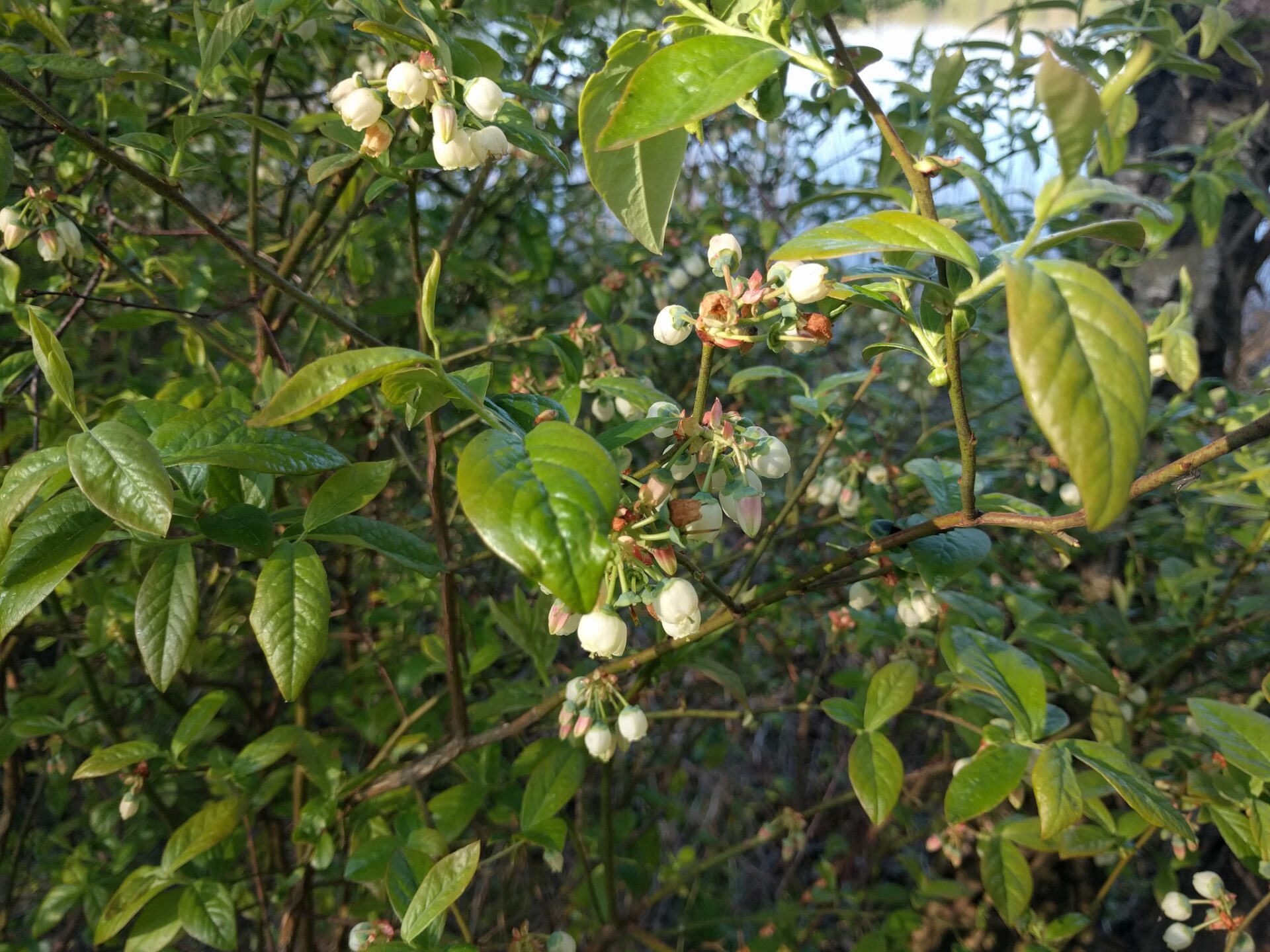 A leafy blueberry shrub branch dotted with white bell-shaped flowers