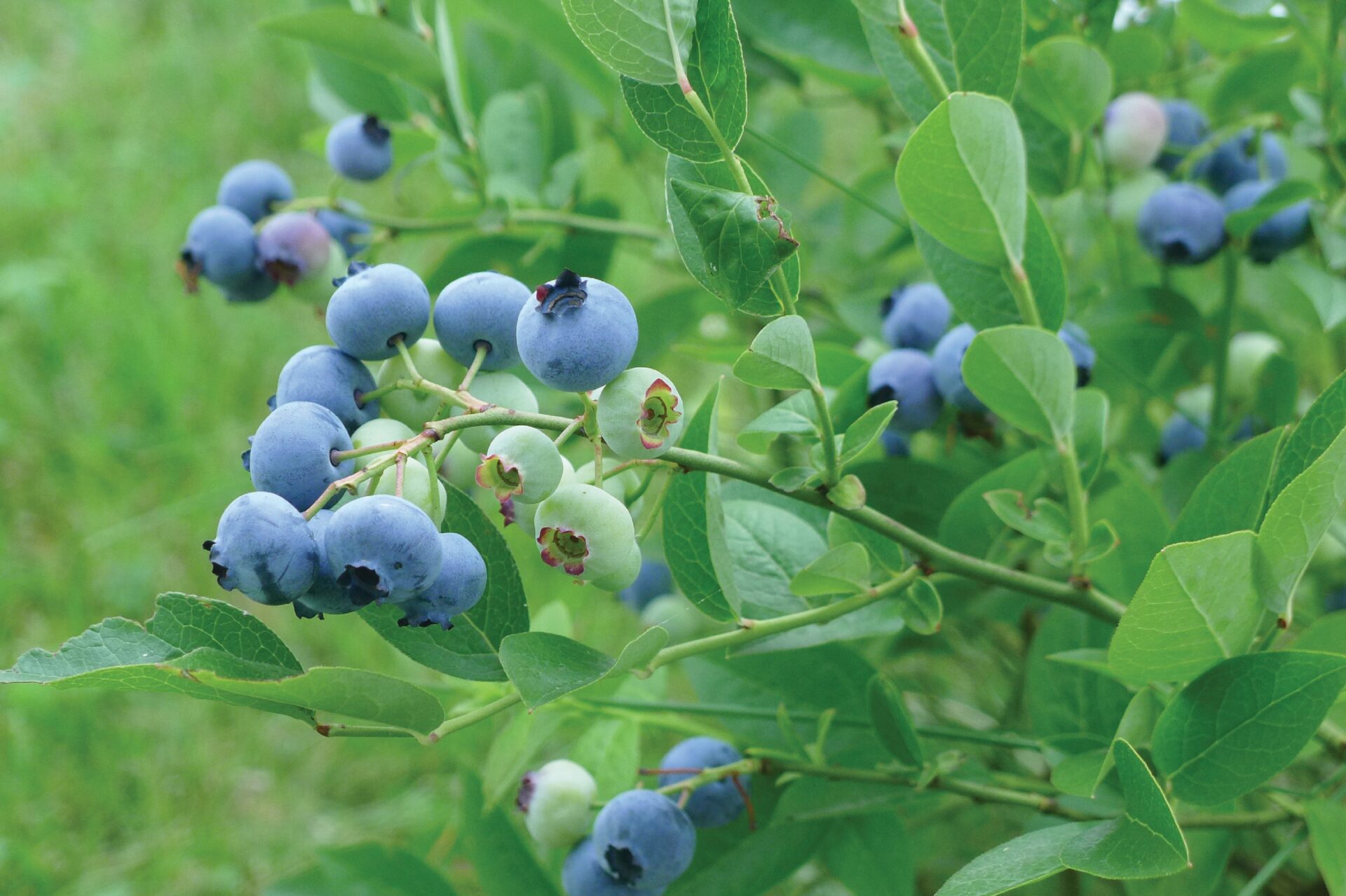 A single blueberry branch bears a cluster of both green, unripe berries and blue, bloom-covered ripe berries together