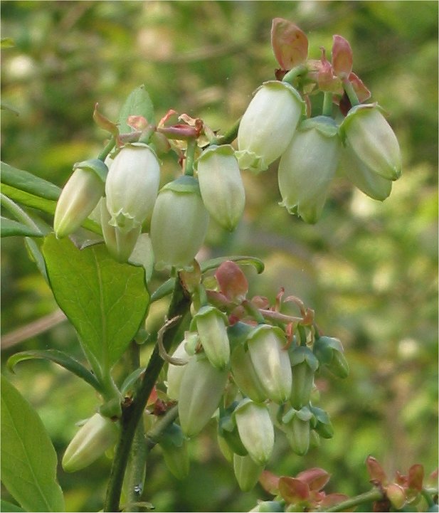 Several bell-shaped blueberry flowers in white and pale pink hang from a branch