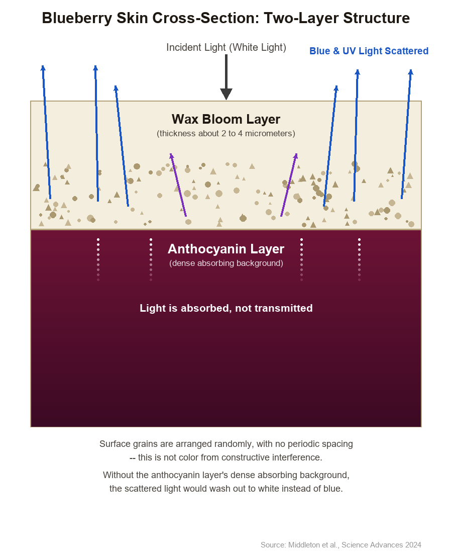 Cross-section diagram of the blueberry skin's two-layer structure