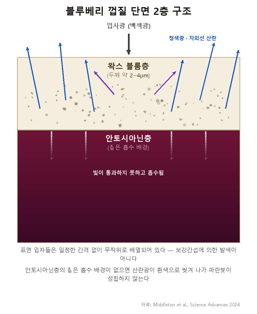 블루베리 껍질 2층 구조 단면 개념도