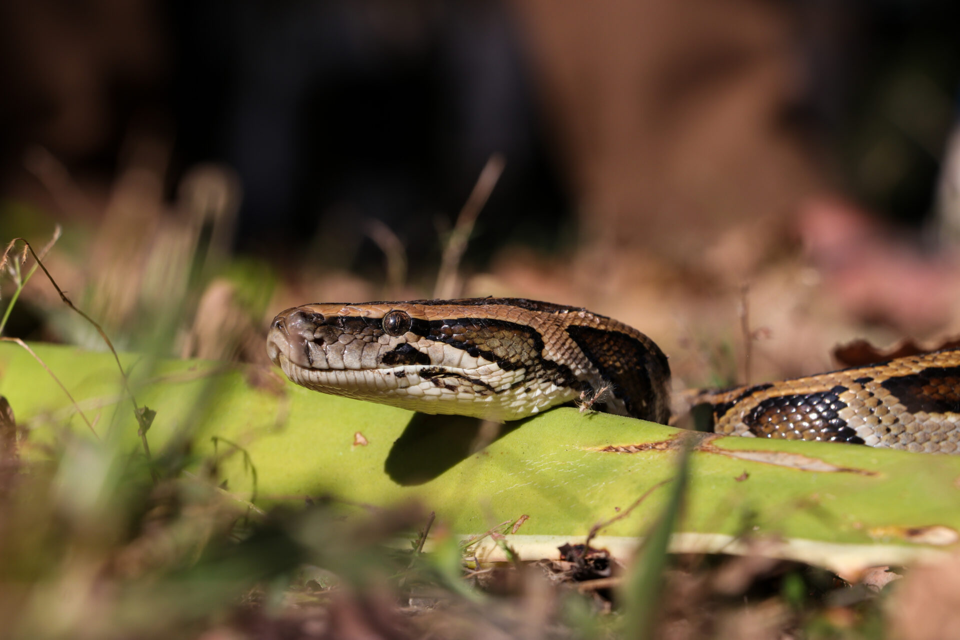 Close-up photo of a Burmese python resting its head on a large green leaf outdoors