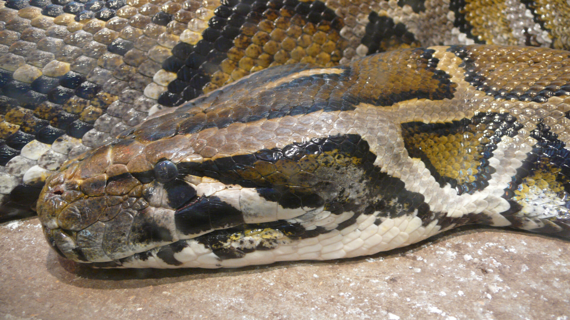 Extreme close-up macro photo of a Burmese python's head, its scale pattern sharply visible