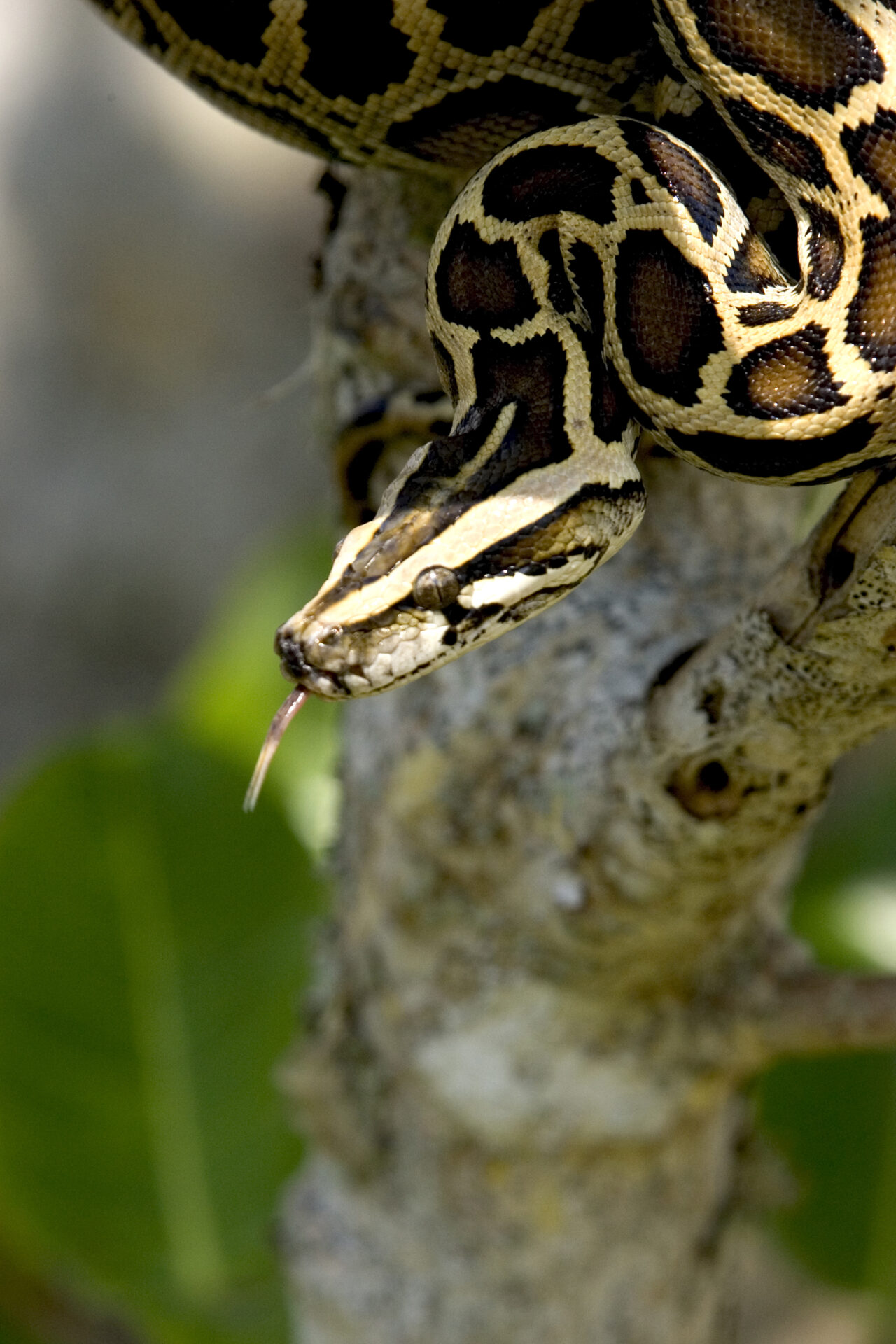 A Burmese python draped over tree bark, flicking its tongue