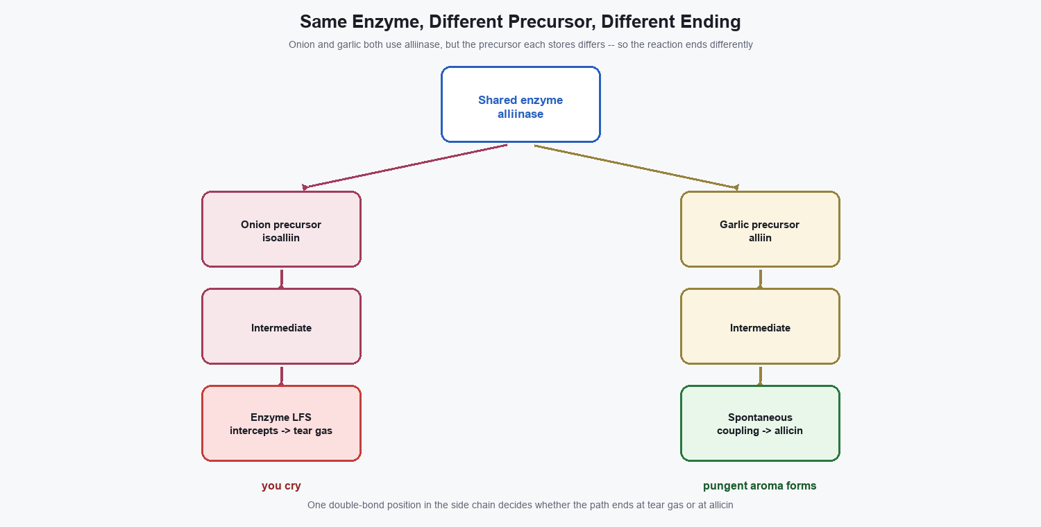 Comparison diagram showing the onion pathway and the garlic pathway diverging into different products due to a difference in precursor