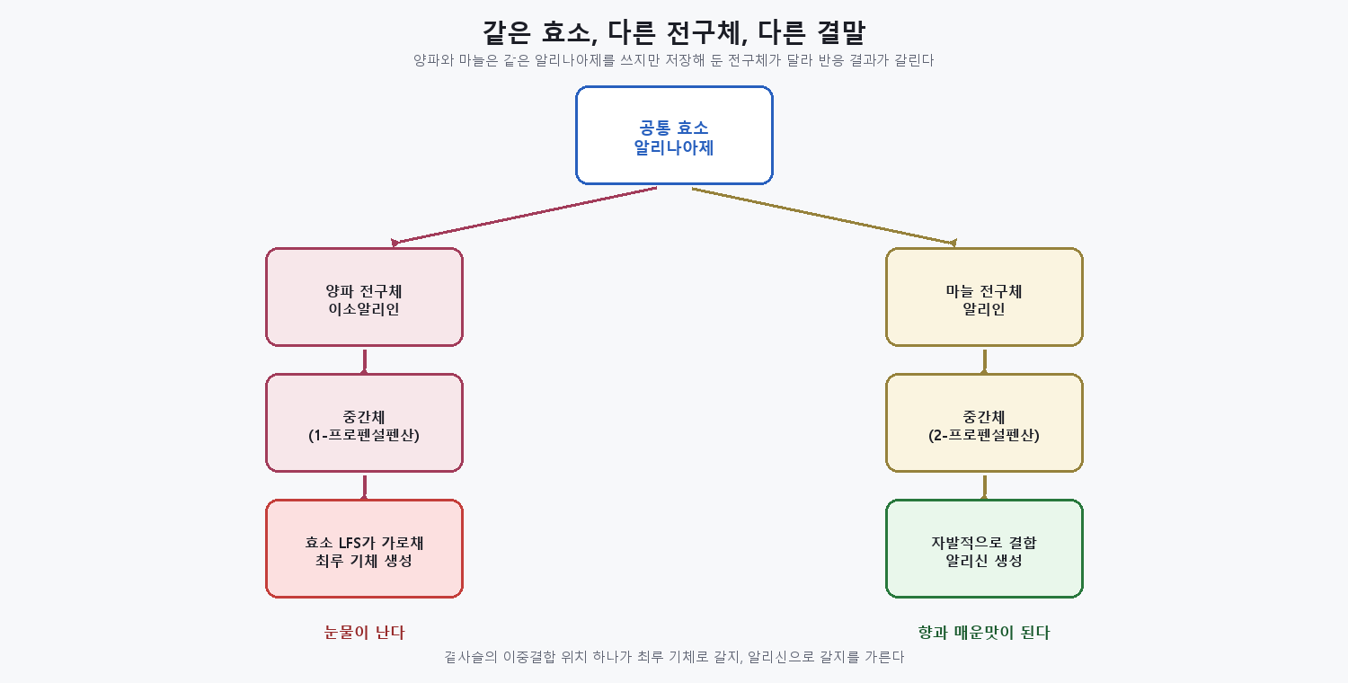 양파 경로와 마늘 경로가 전구체 차이로 서로 다른 산물로 갈라지는 것을 보여주는 비교 개념도