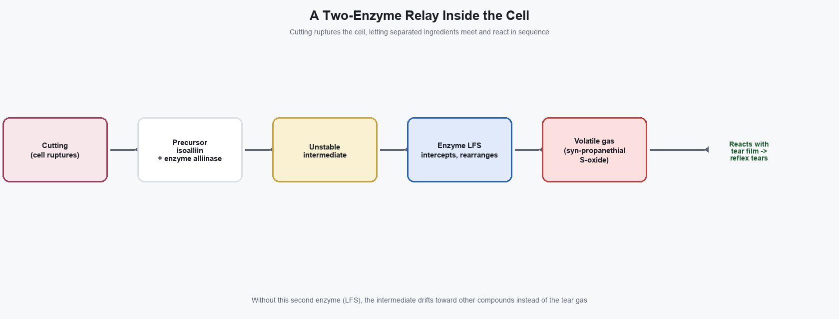 Diagram showing how the precursor passes through two enzymes to form the tear-inducing gas and reach the eye
