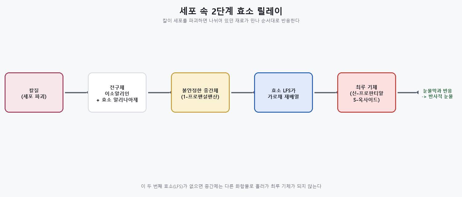 전구체에서 효소 두 개를 거쳐 최루 기체가 만들어지고 눈에 도달하는 과정을 보여주는 개념도