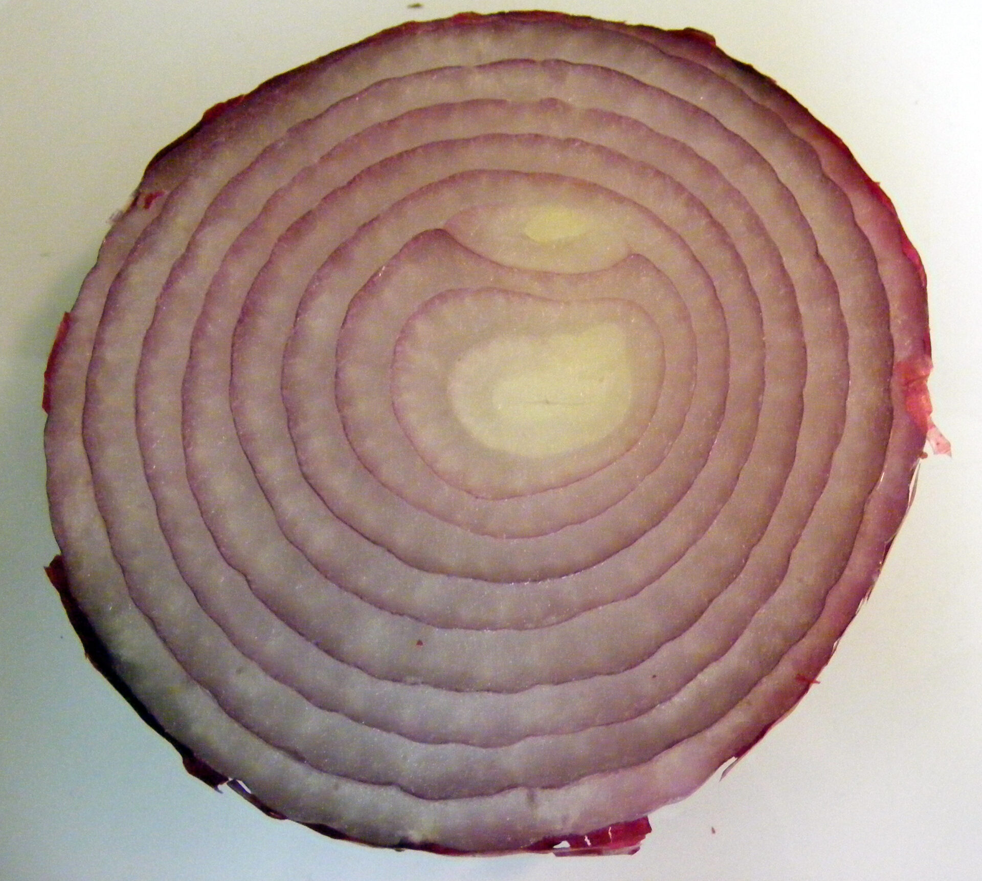 Cross-section of a red onion cut in half