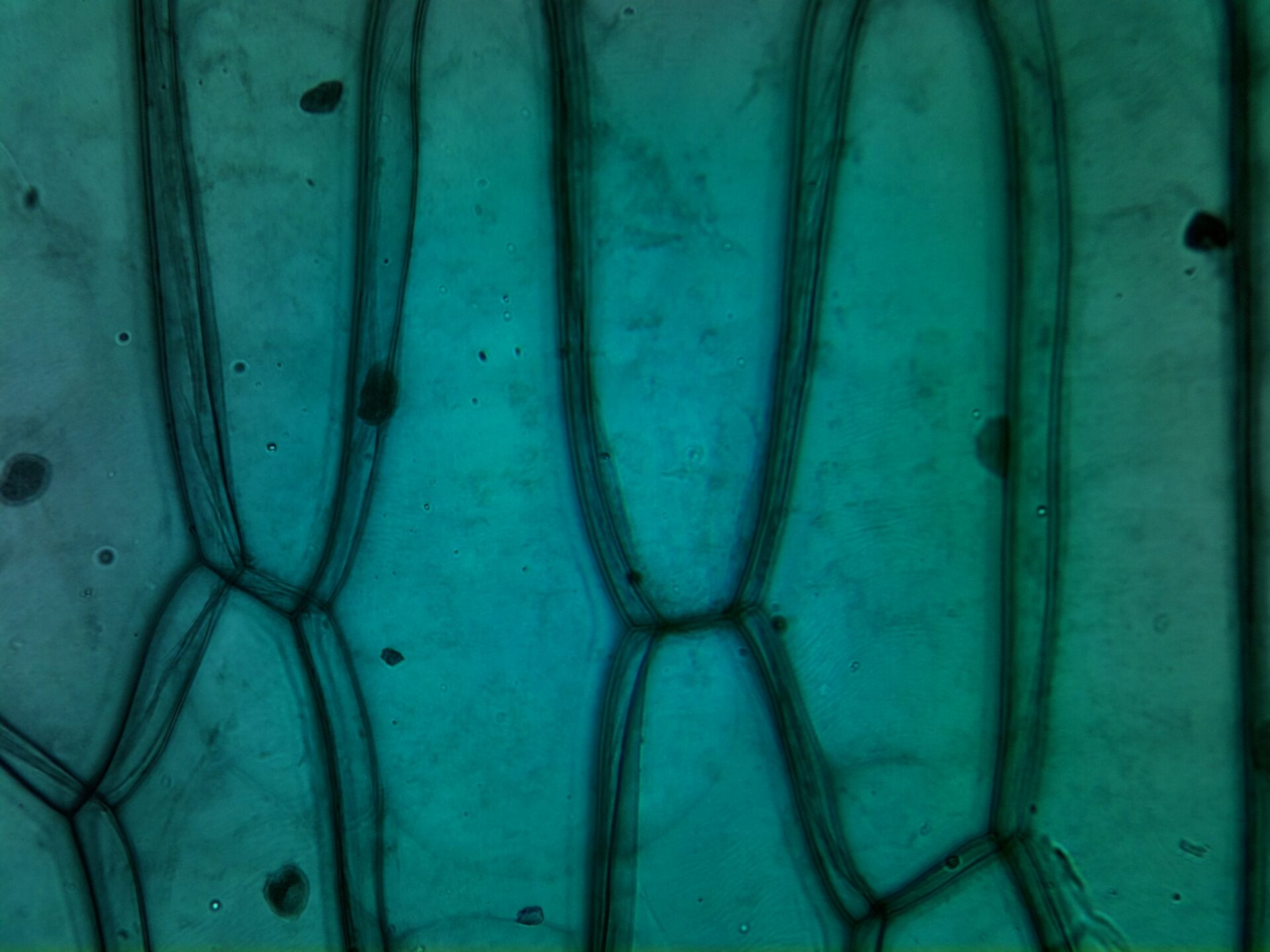 Onion epidermal cells seen under a microscope