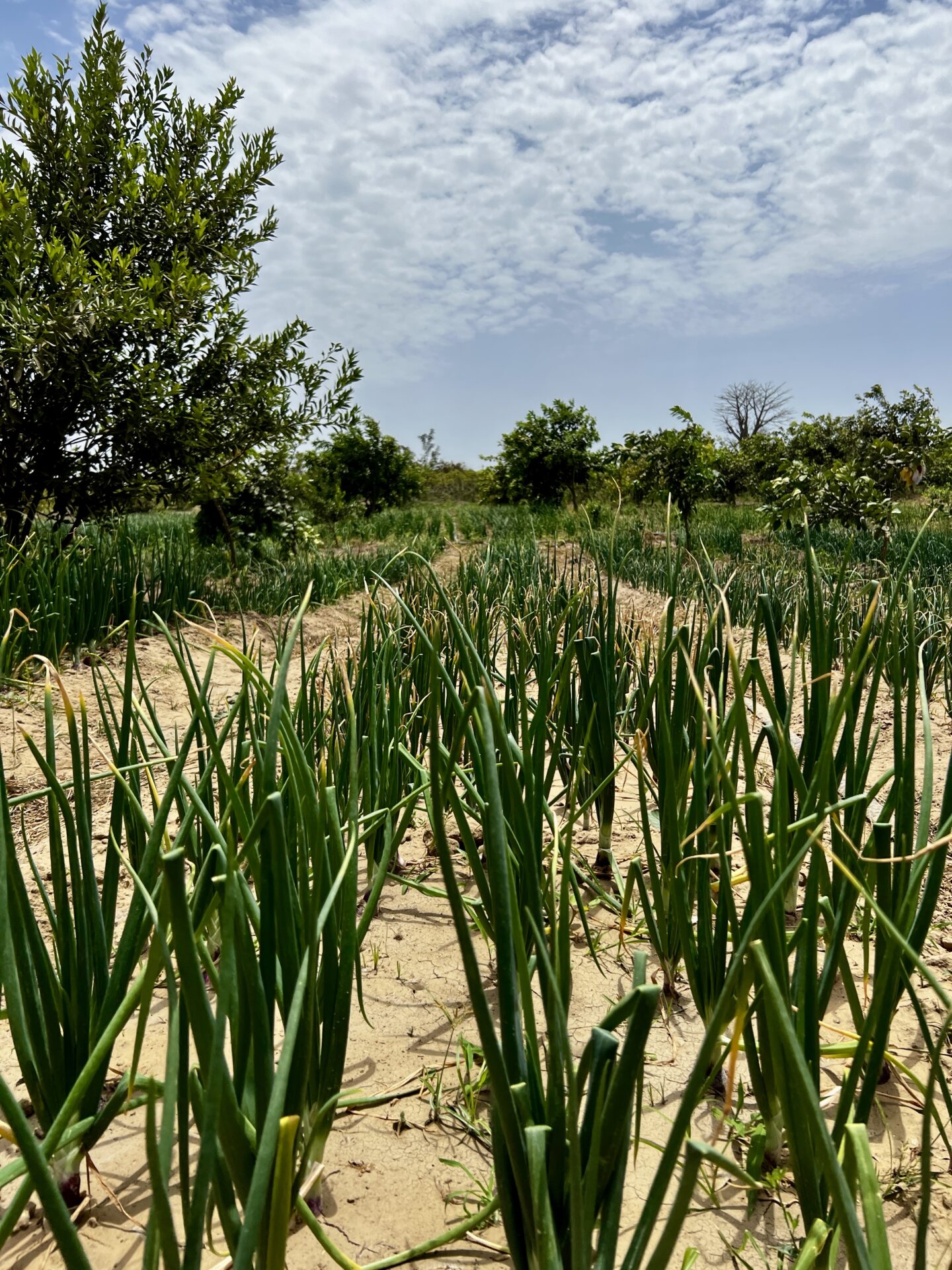 Onion crop growing in a field