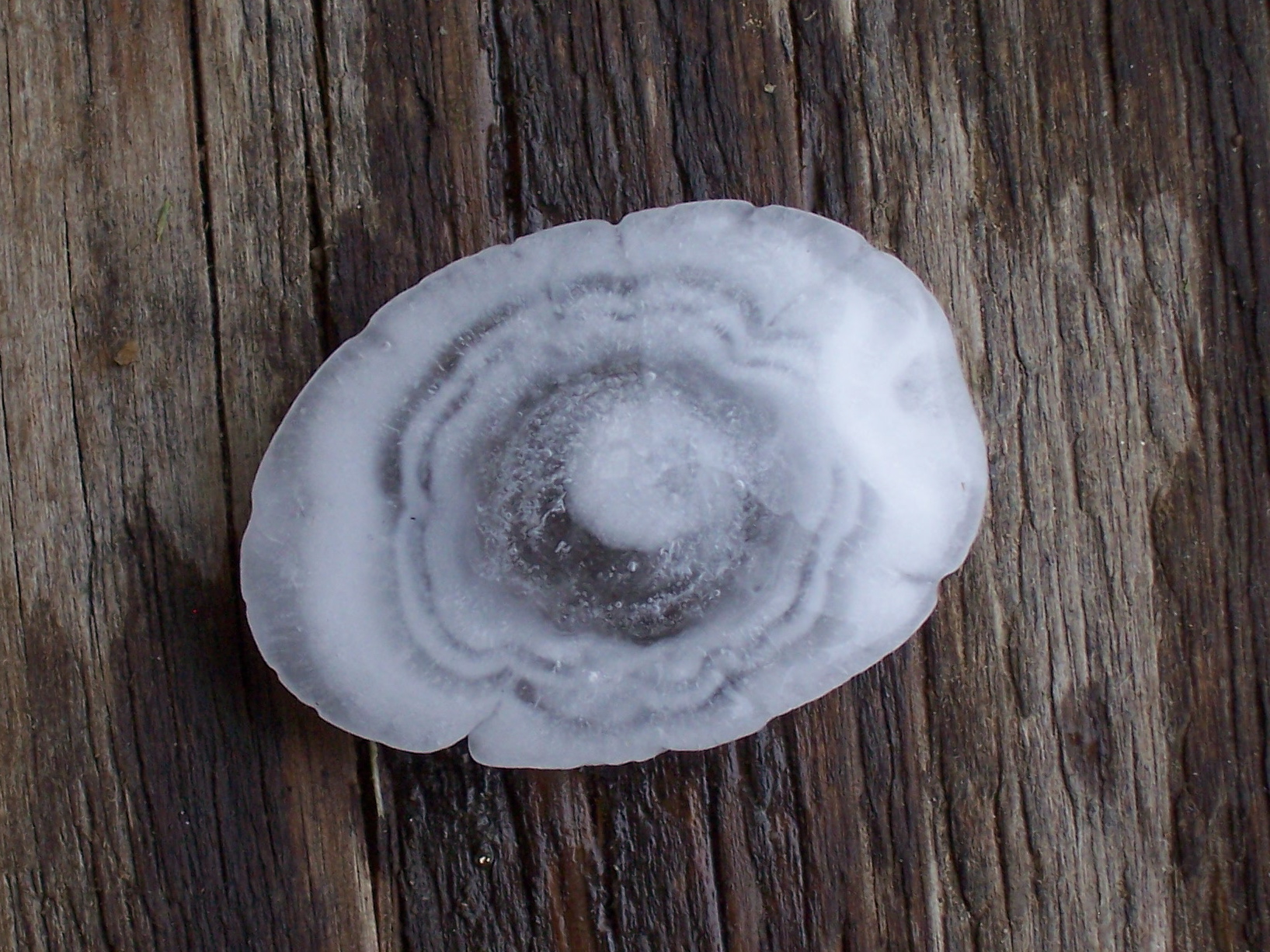 A hailstone cut in half on a wooden board, revealing tree-ring-like growth layers