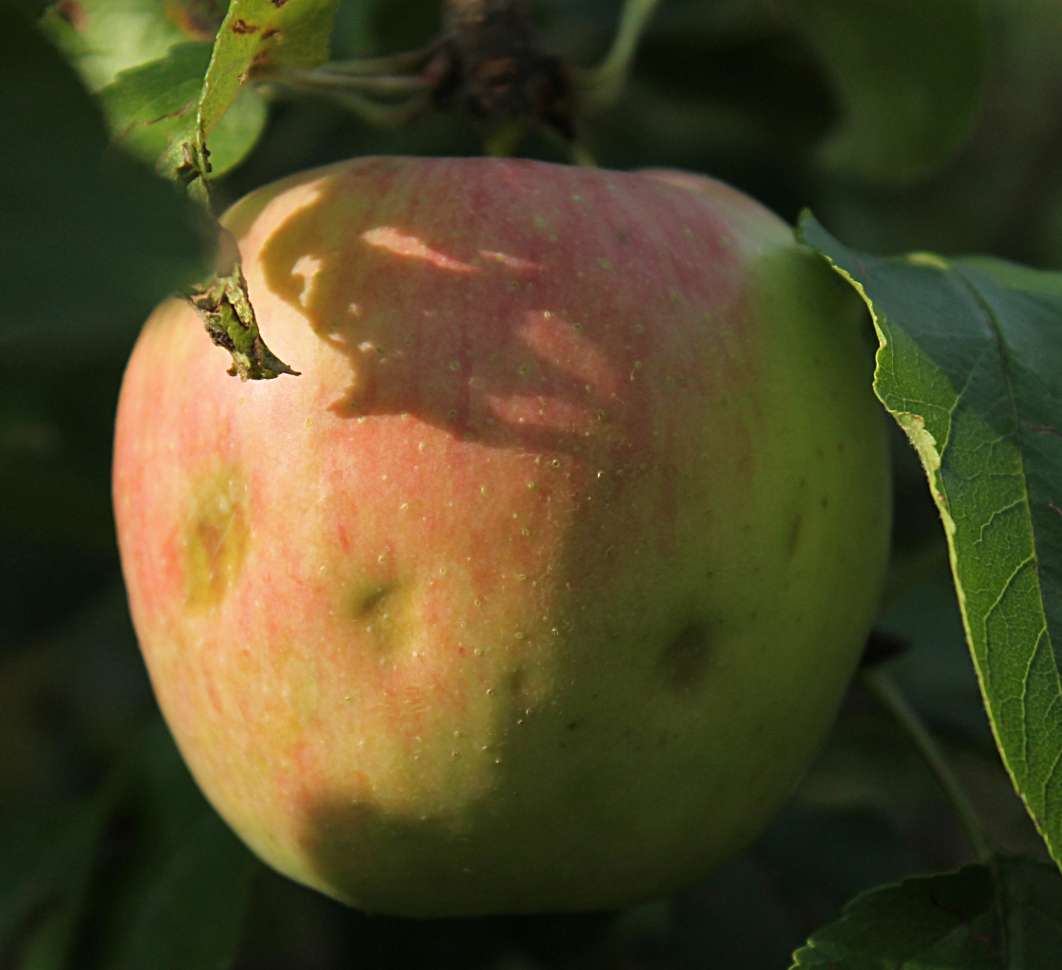 Dented, pitted marks from hail damage cover the surface of apples hanging from a branch