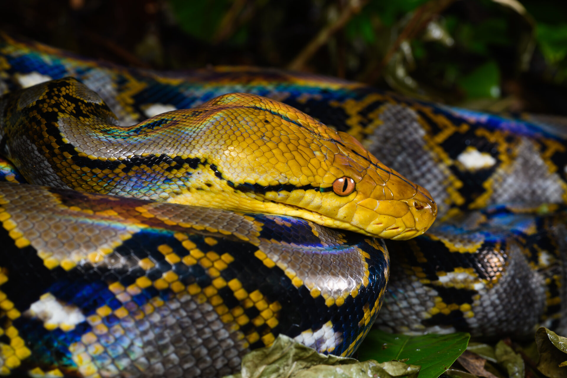 Close-up photo of a reticulated python's head showing distinct gold and black net-patterned scales