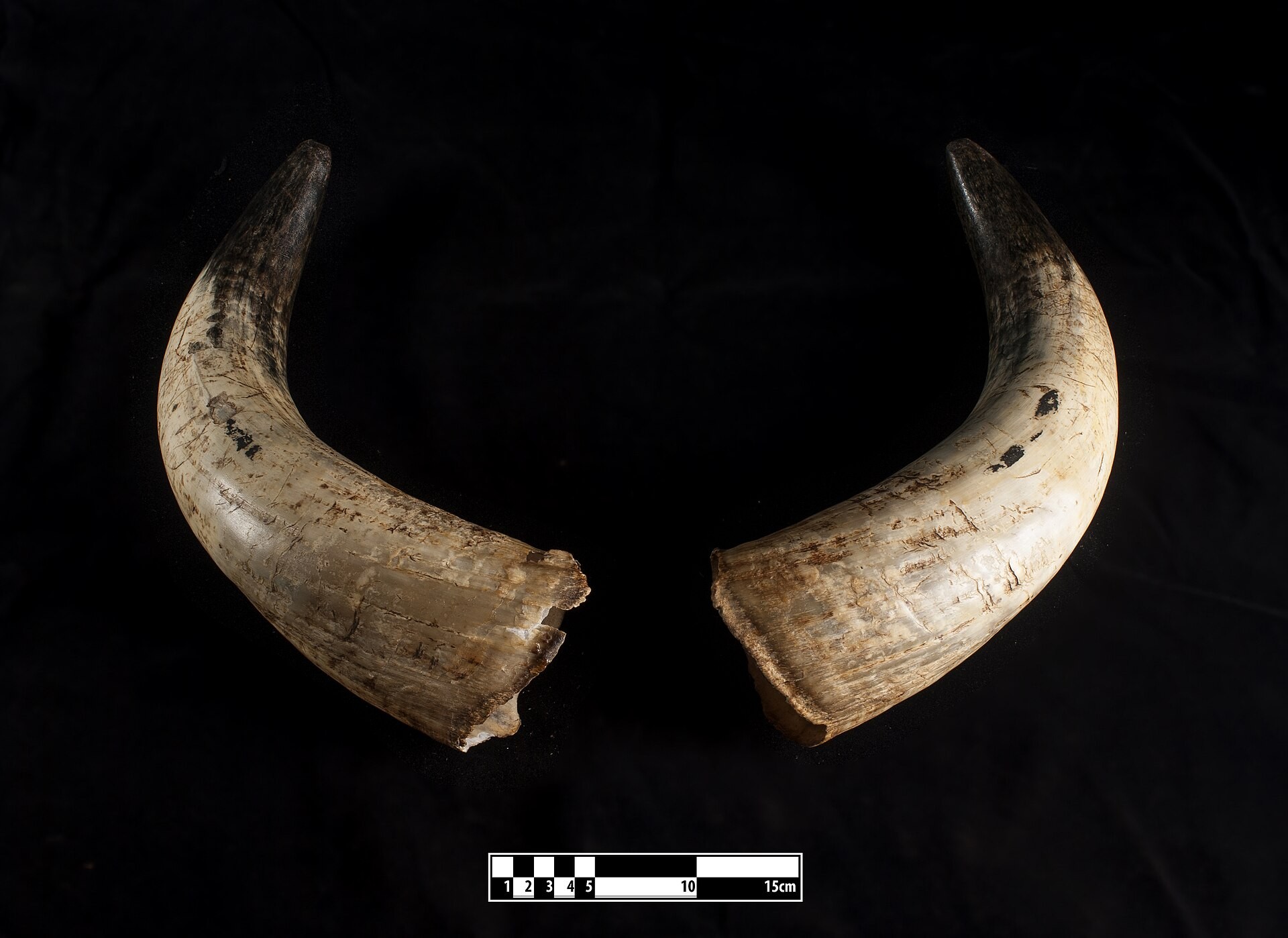A pair of water-buffalo horn specimens on a black background