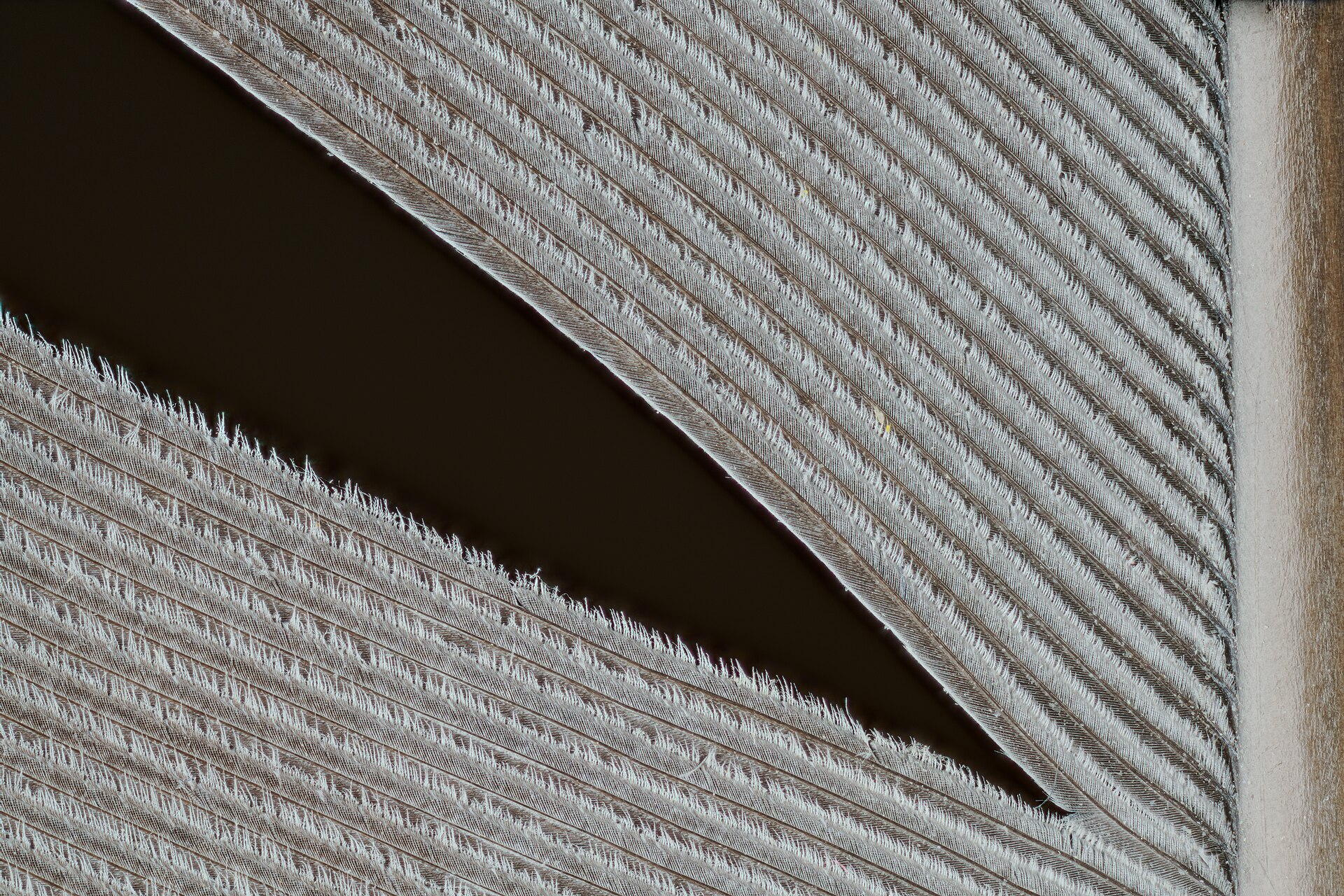 Macro photograph showing an elongated gap between the barbs of a white feather