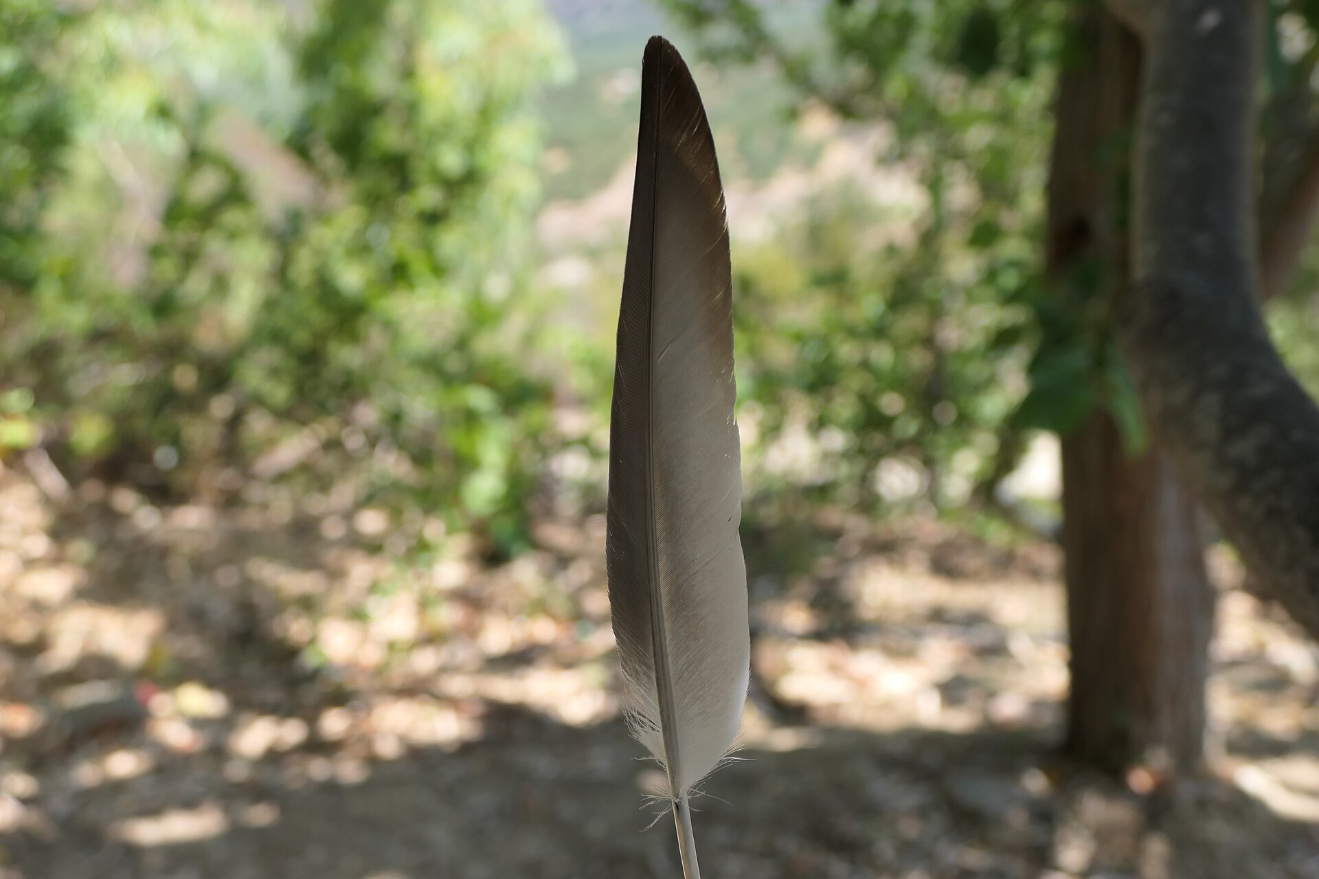 An upright gray pigeon feather against a blurred background of trees