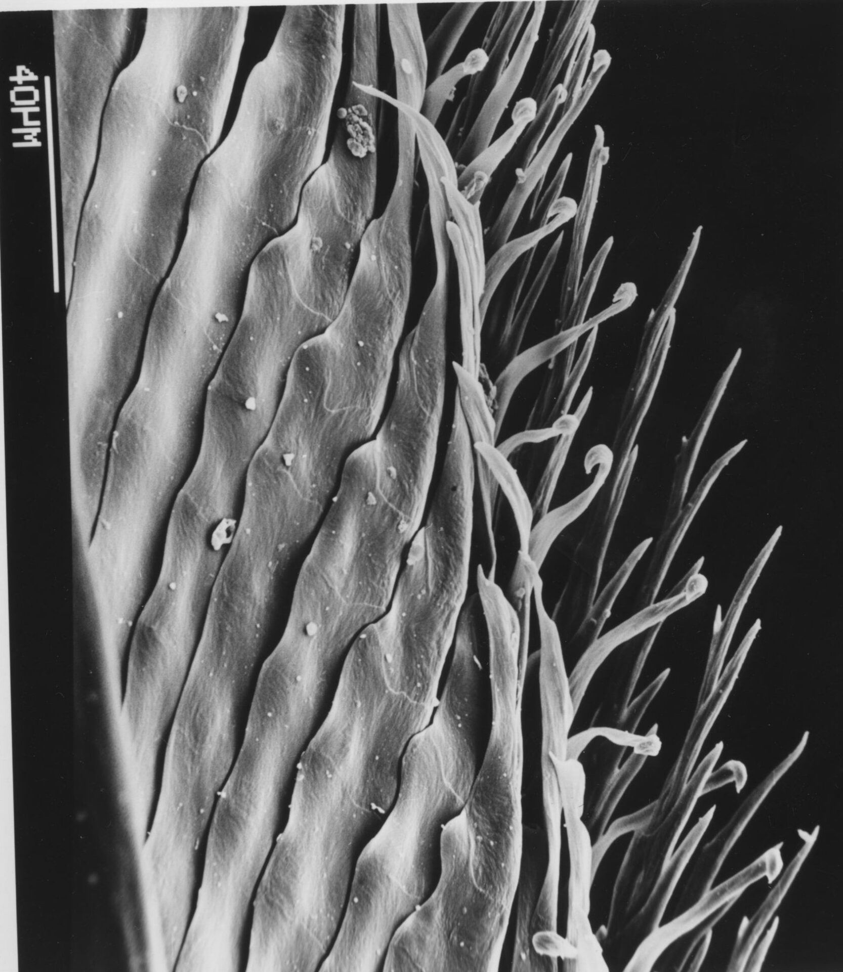 Black-and-white electron micrograph showing hooklets on the barbules of a canary feather