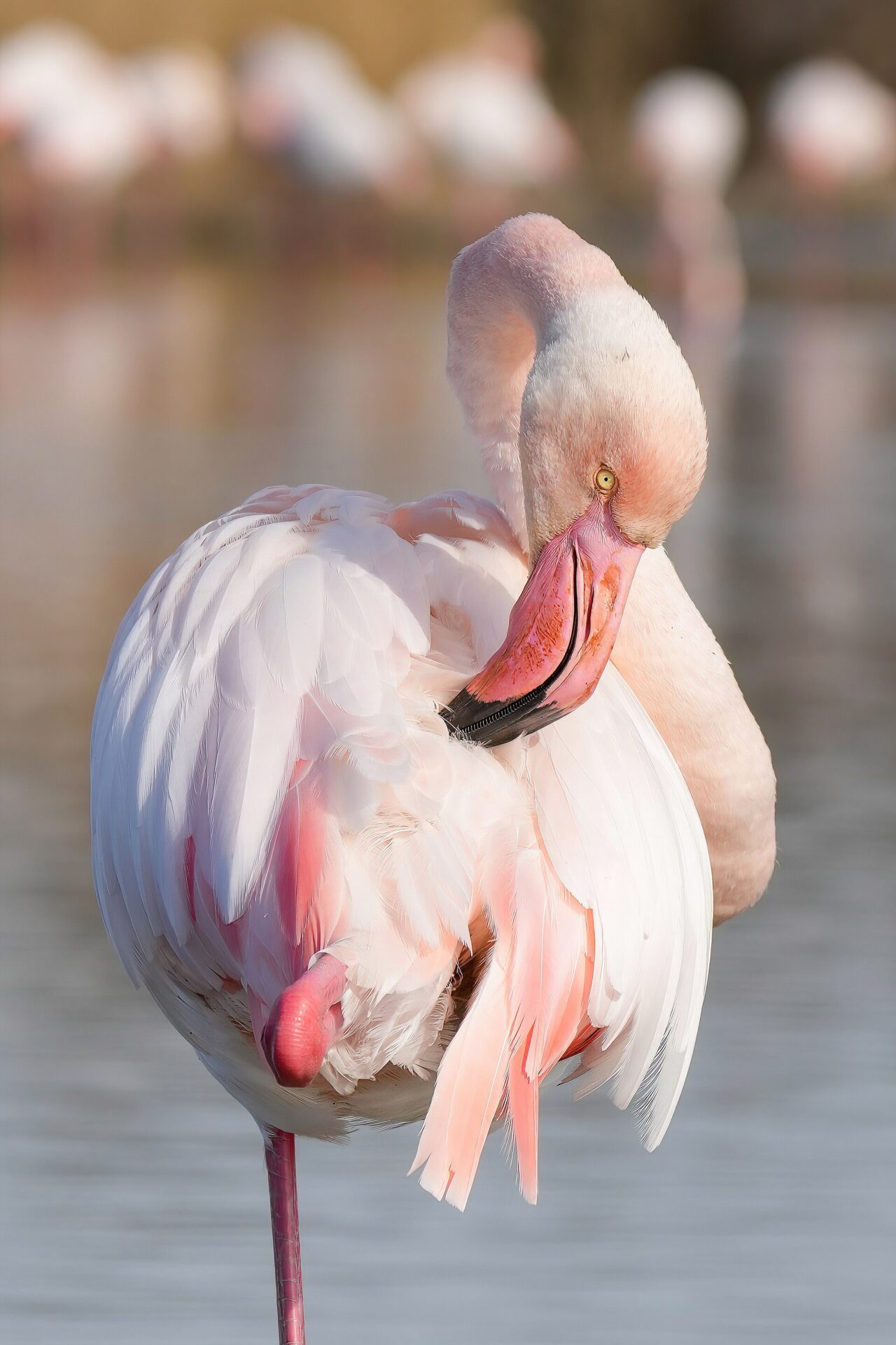 A greater flamingo bending its neck to preen its body feathers with its bill