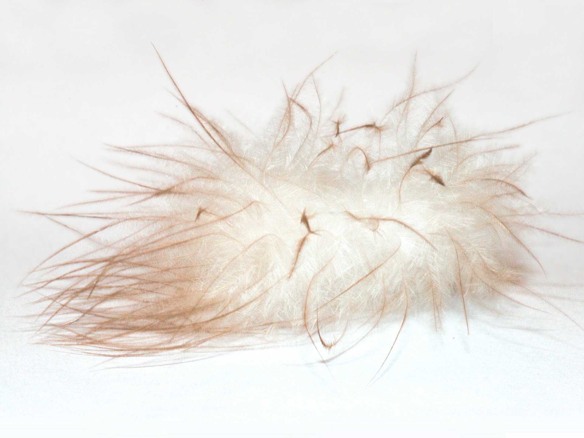 A fluffy down feather with fine, loosely spreading branches on a pale background