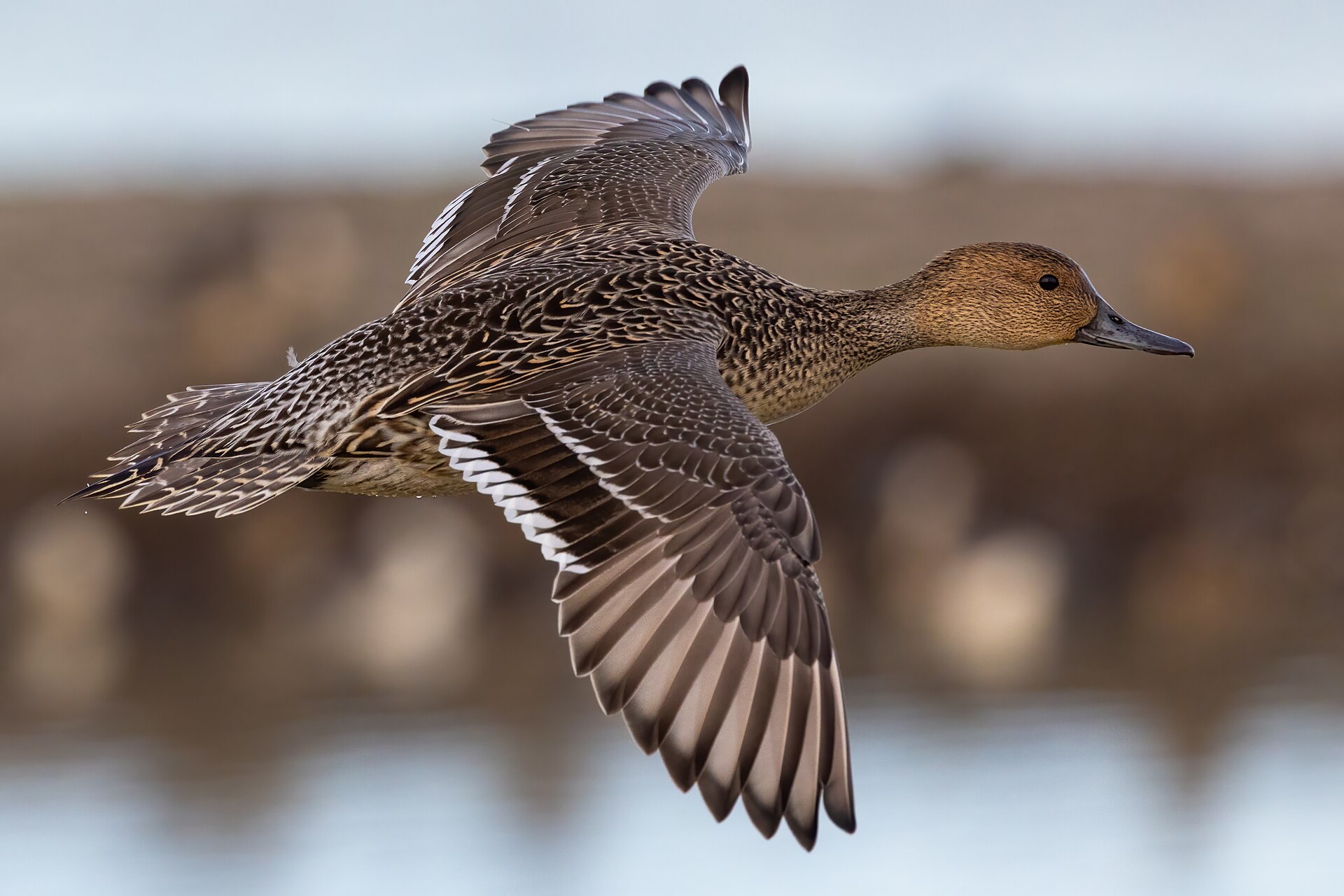 A female northern pintail flying to the right with both wings spread