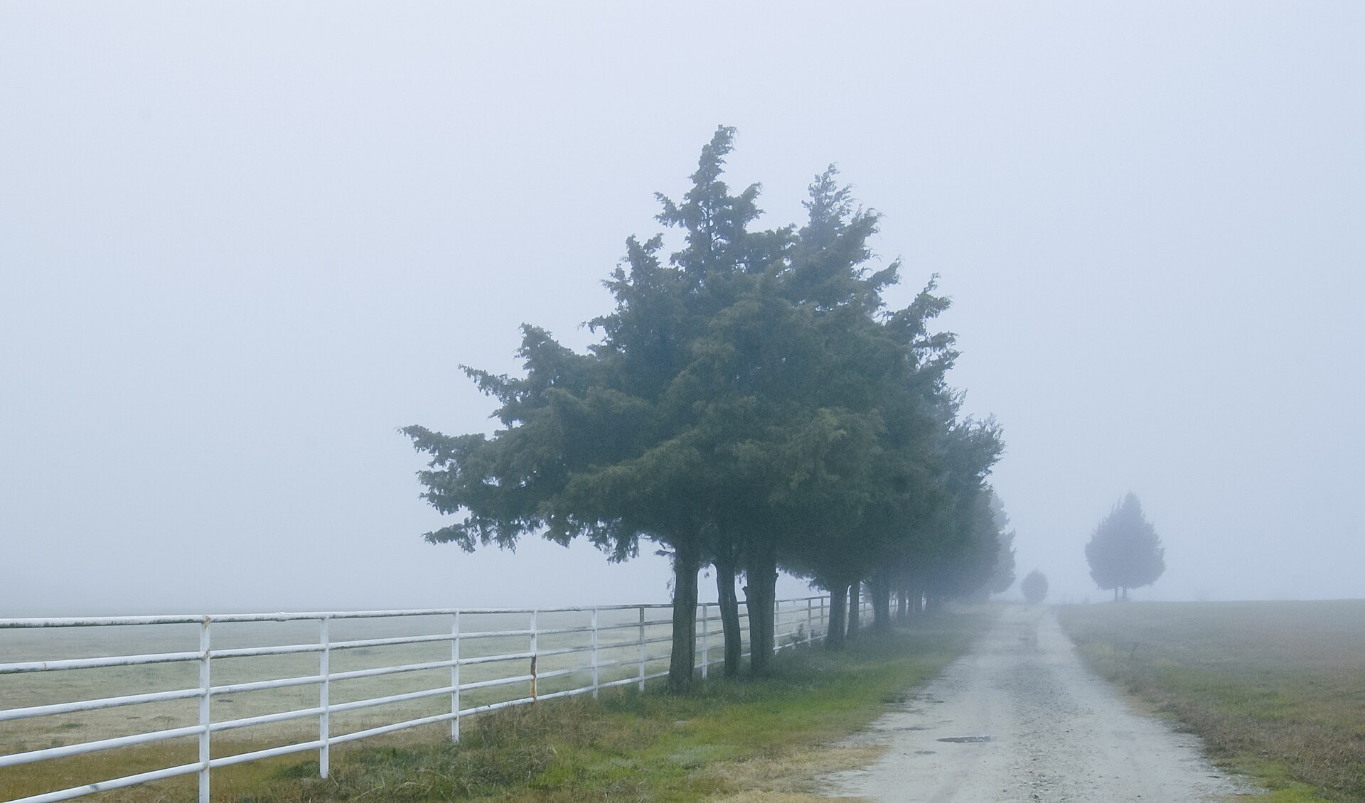 A dirt road, trees and a white fence fading into fog in Texas