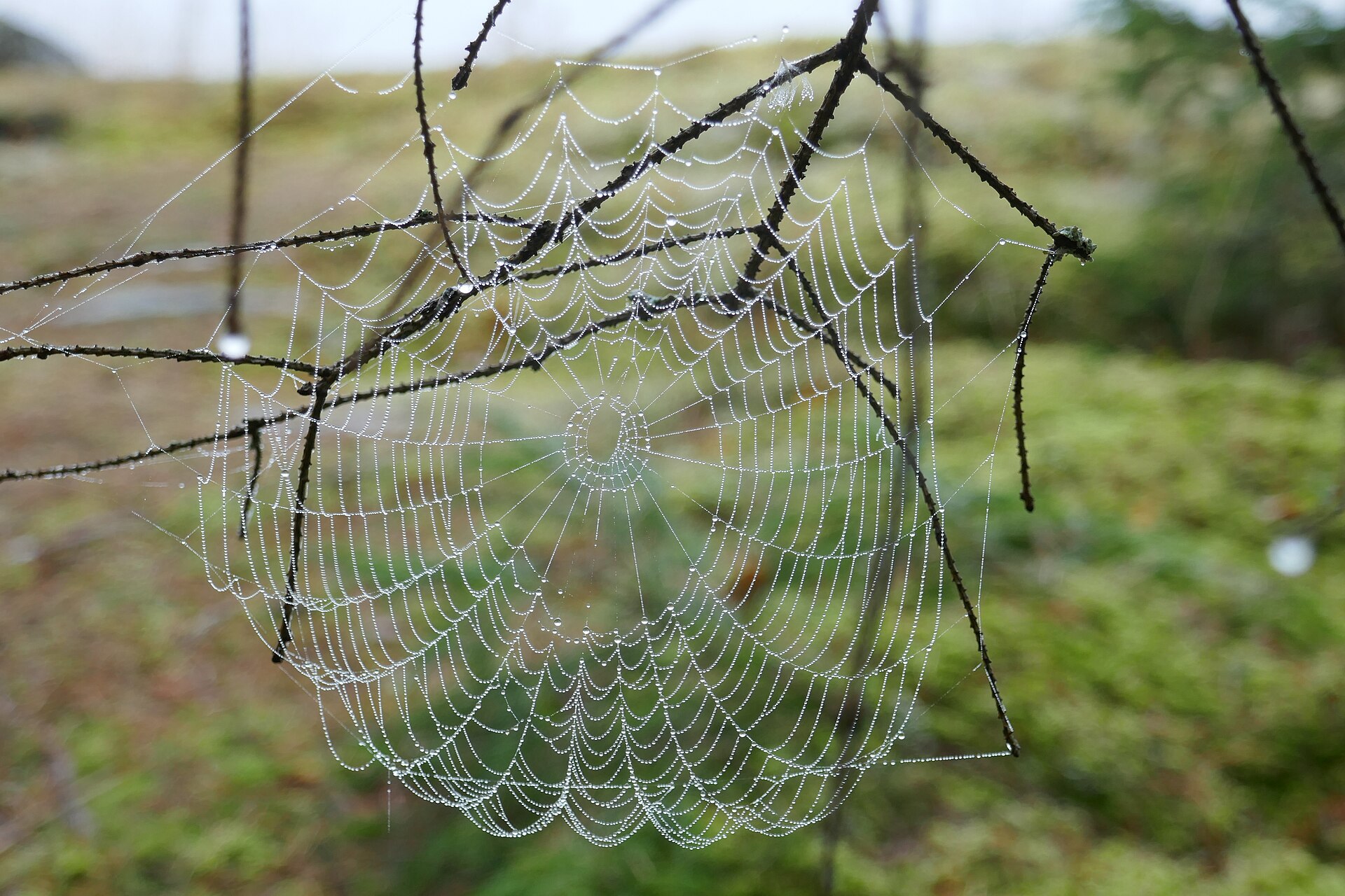 Small water droplets lining the fine strands of a spider web between twigs