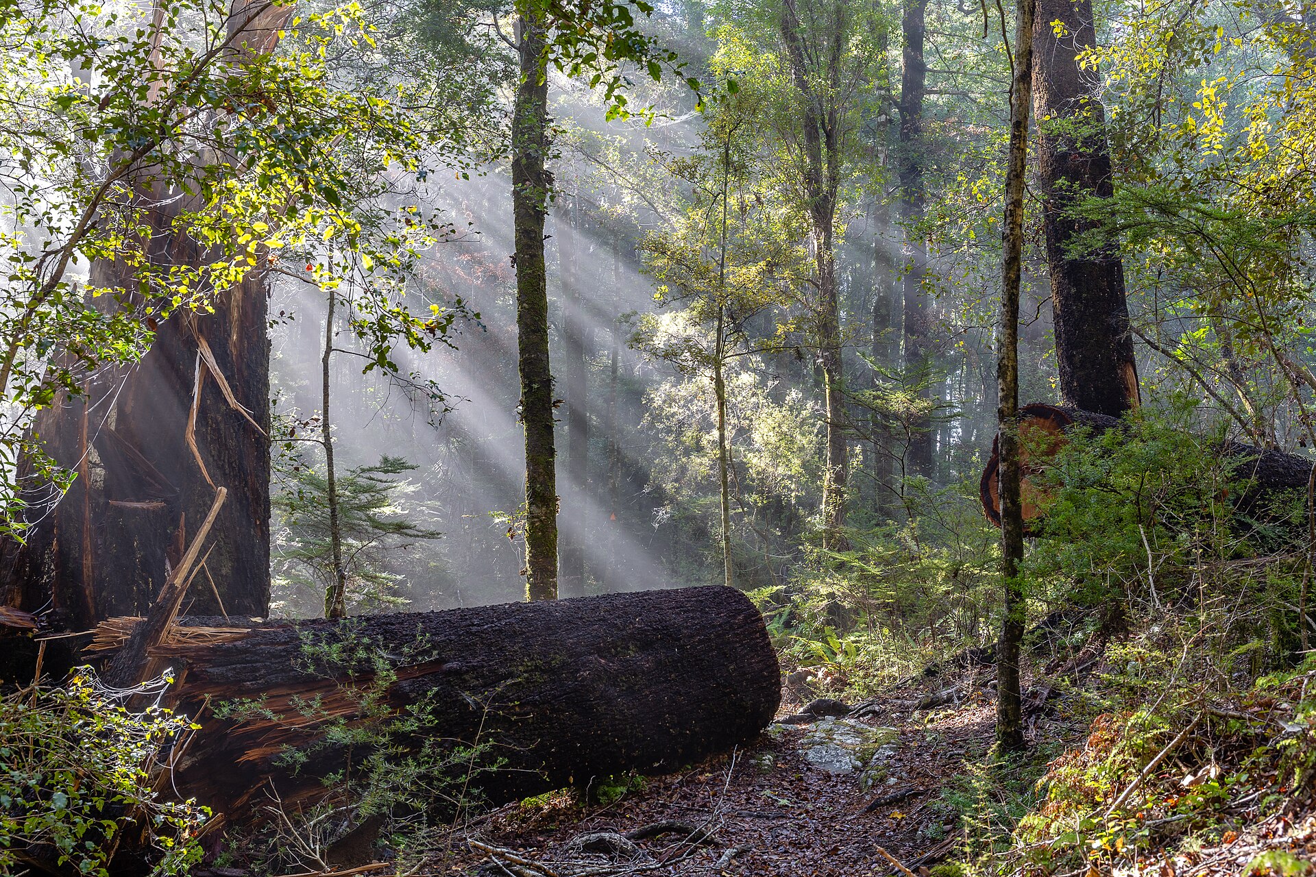 Sunbeams in fog in a Bryant Range forest in New Zealand, with a fallen tree in front