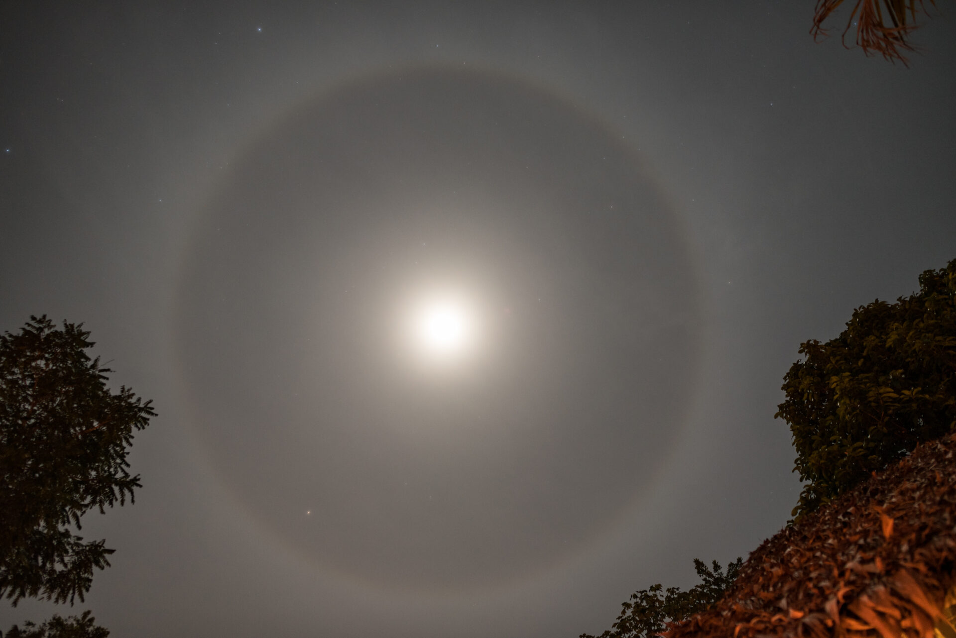 A faint broad ring around the Moon in a night sky framed by trees